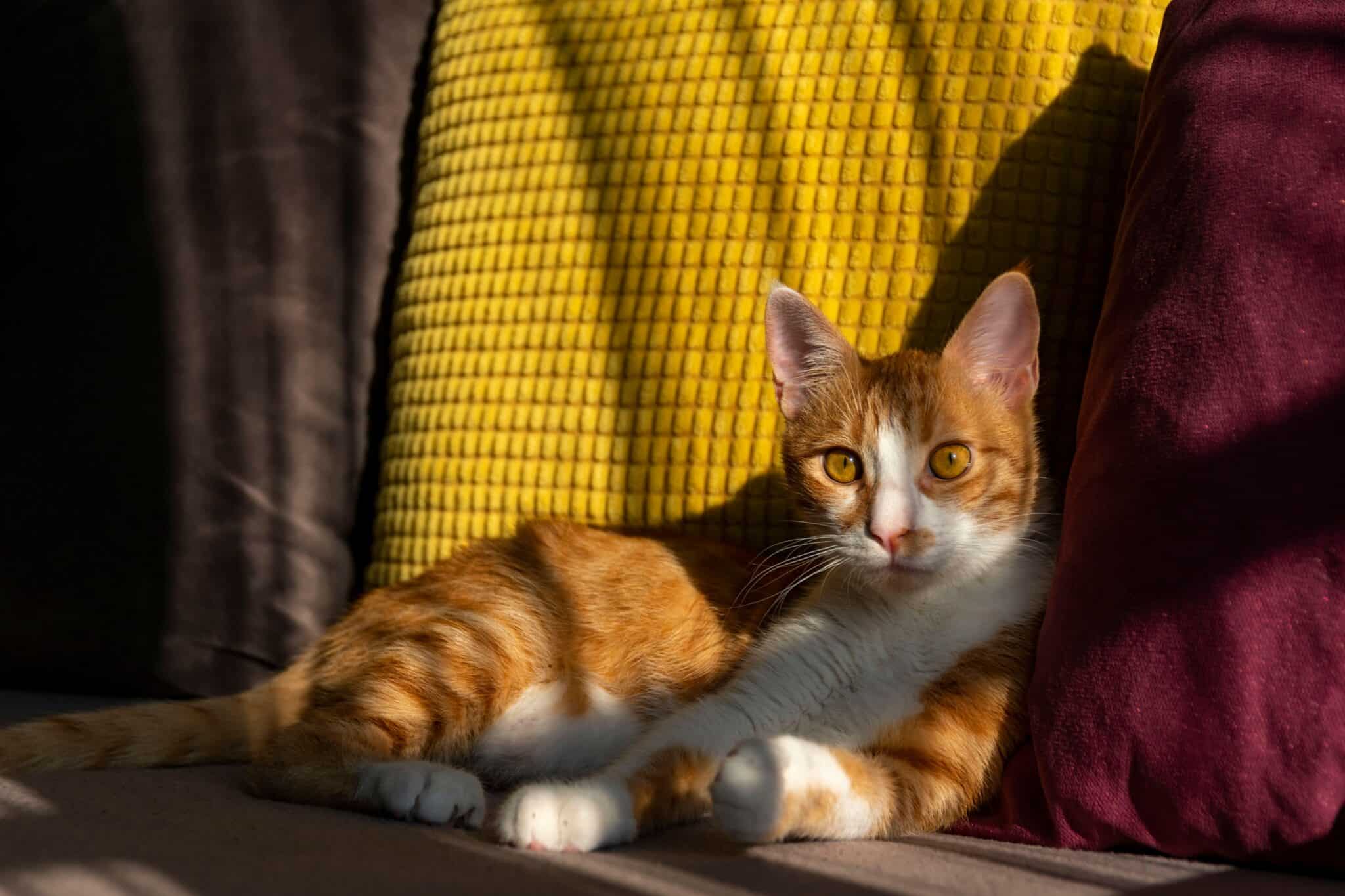 A fluffy cat resting on a sunlit blanket in a favorite corner of the home.