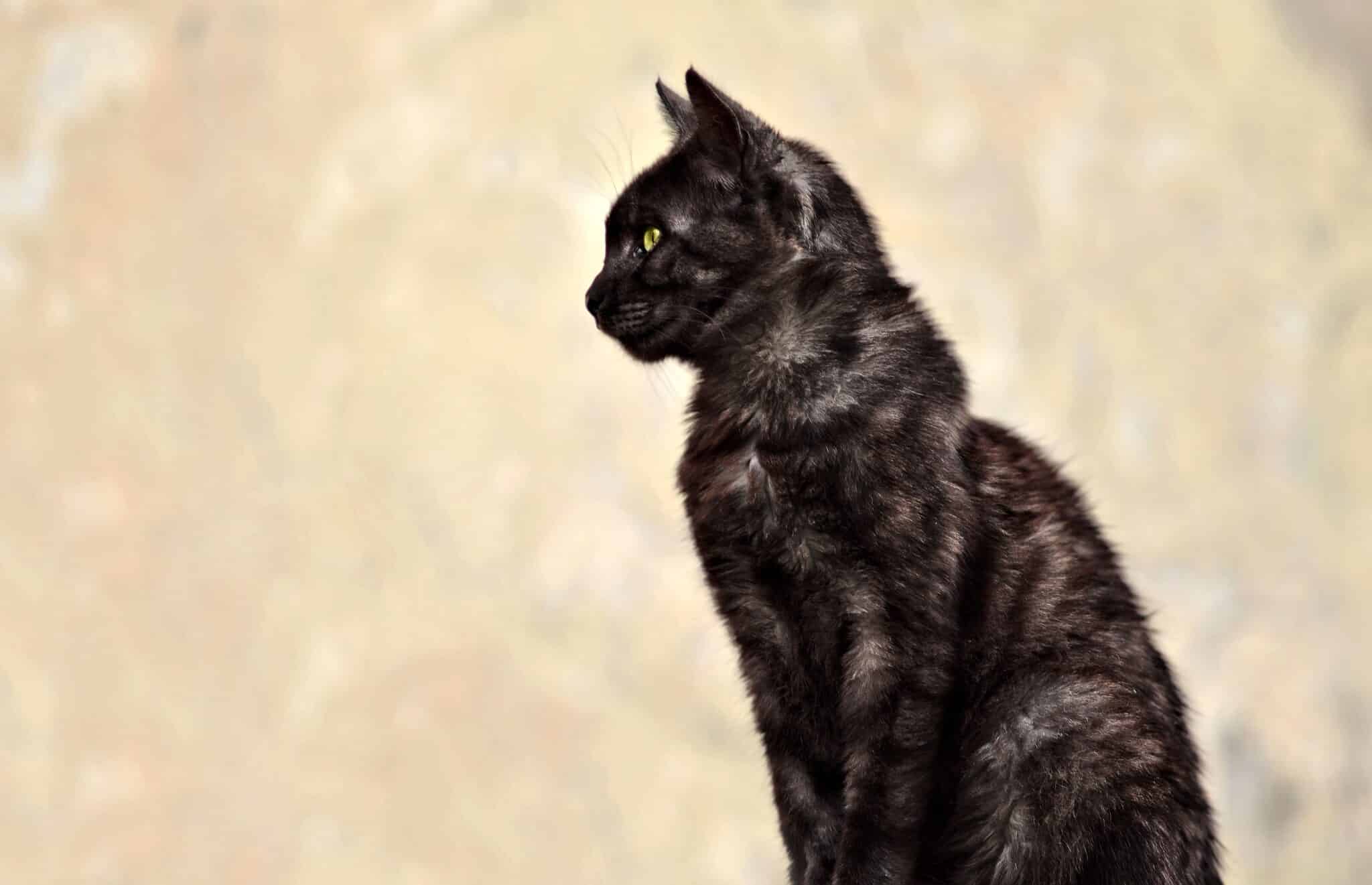 A black cat portrayed in a vintage-style illustration with a simple decorative background.