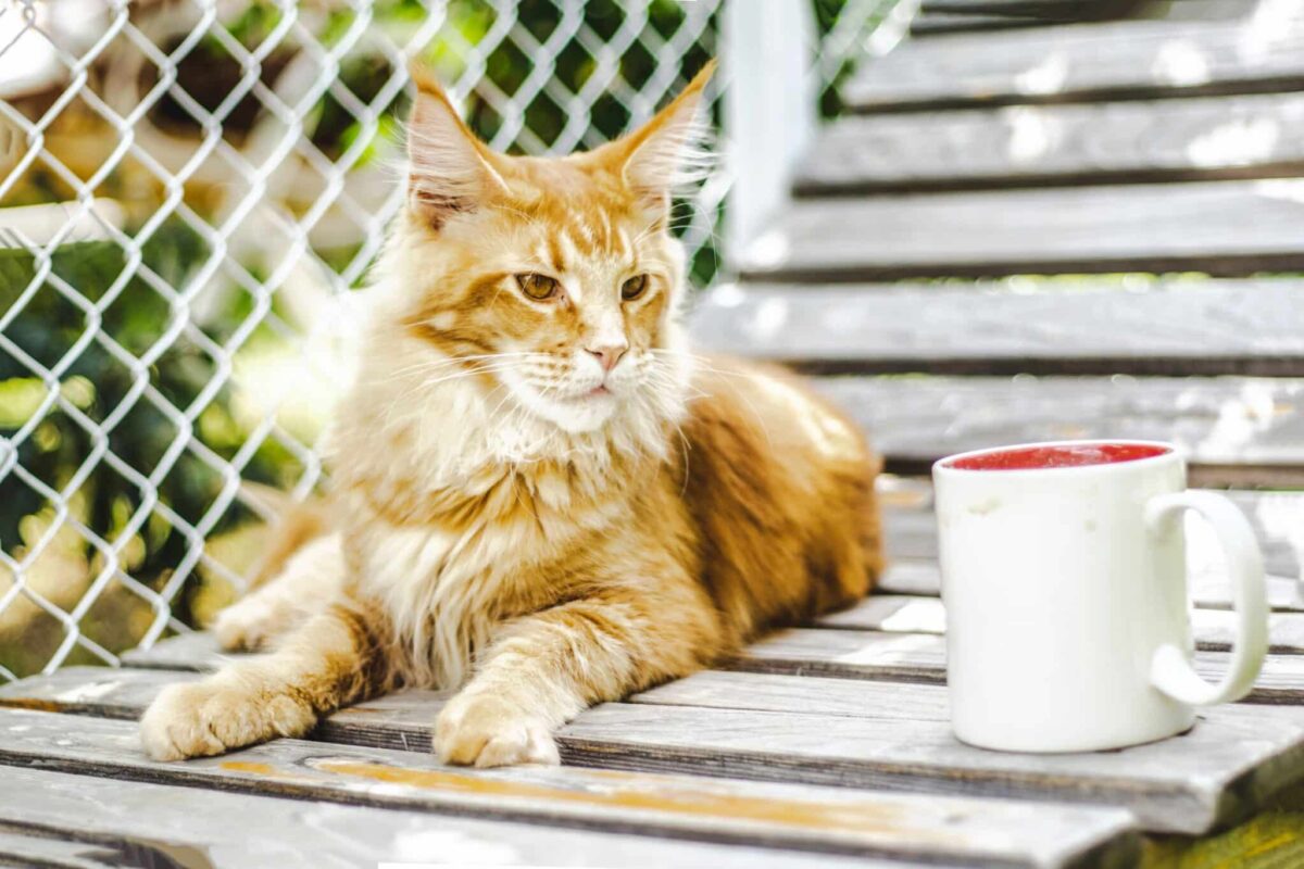 A Maine Coon Cat sitting beside a person at a table, attentively watching what is happening around the room.