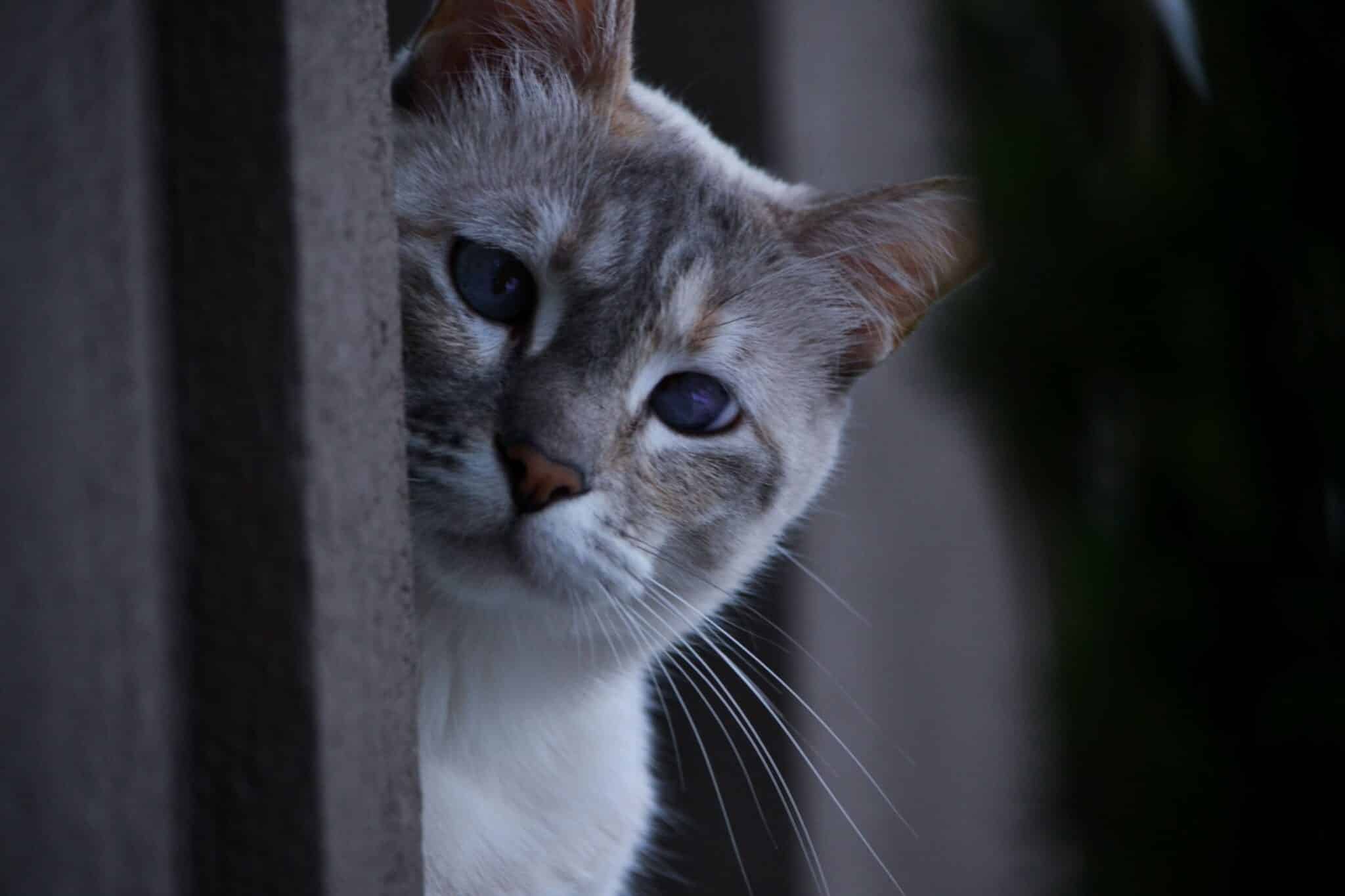 An alert domestic cat peeking around a doorway to watch its owner in another room.