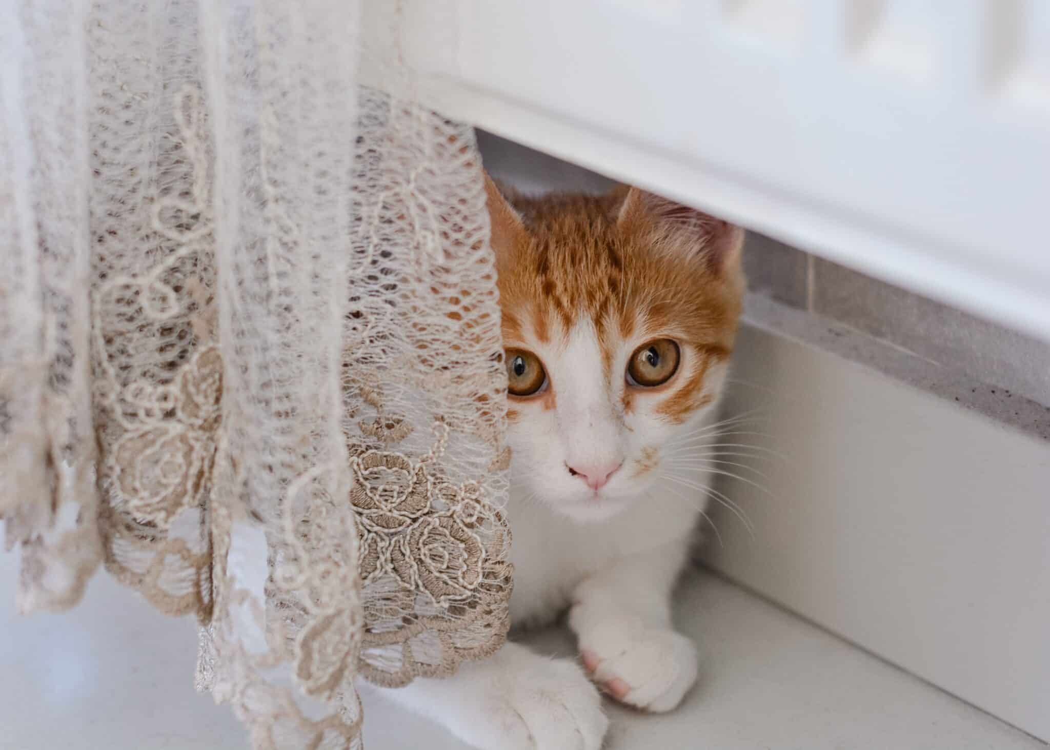 11 Spooky Cat Facts That Are Actually Pretty Adorable