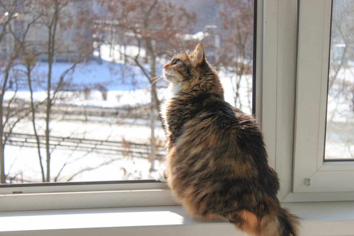 A curious white-and-gray cat perched beside a window watching leaves outside.
