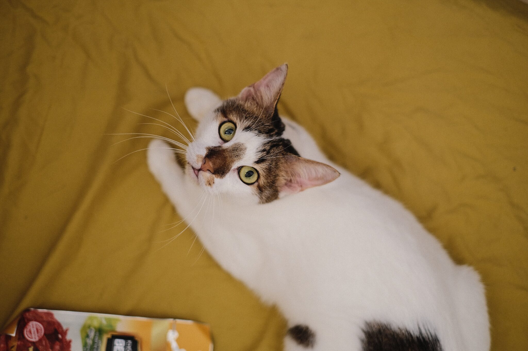 A cat turning its ears toward the sound of a treat bag opening.