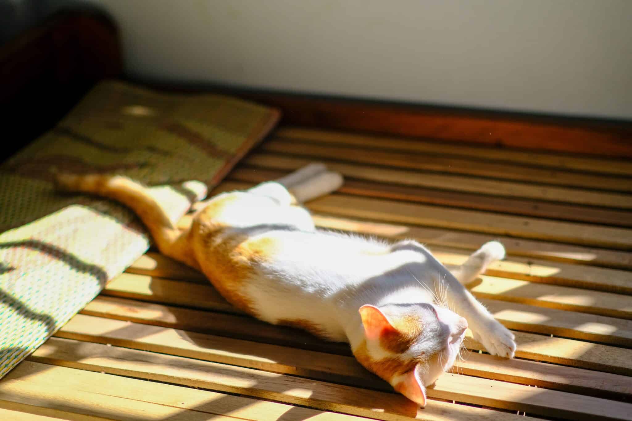 A relaxed tabby cat curled up in a bright patch of sunlight streaming through a living room window.