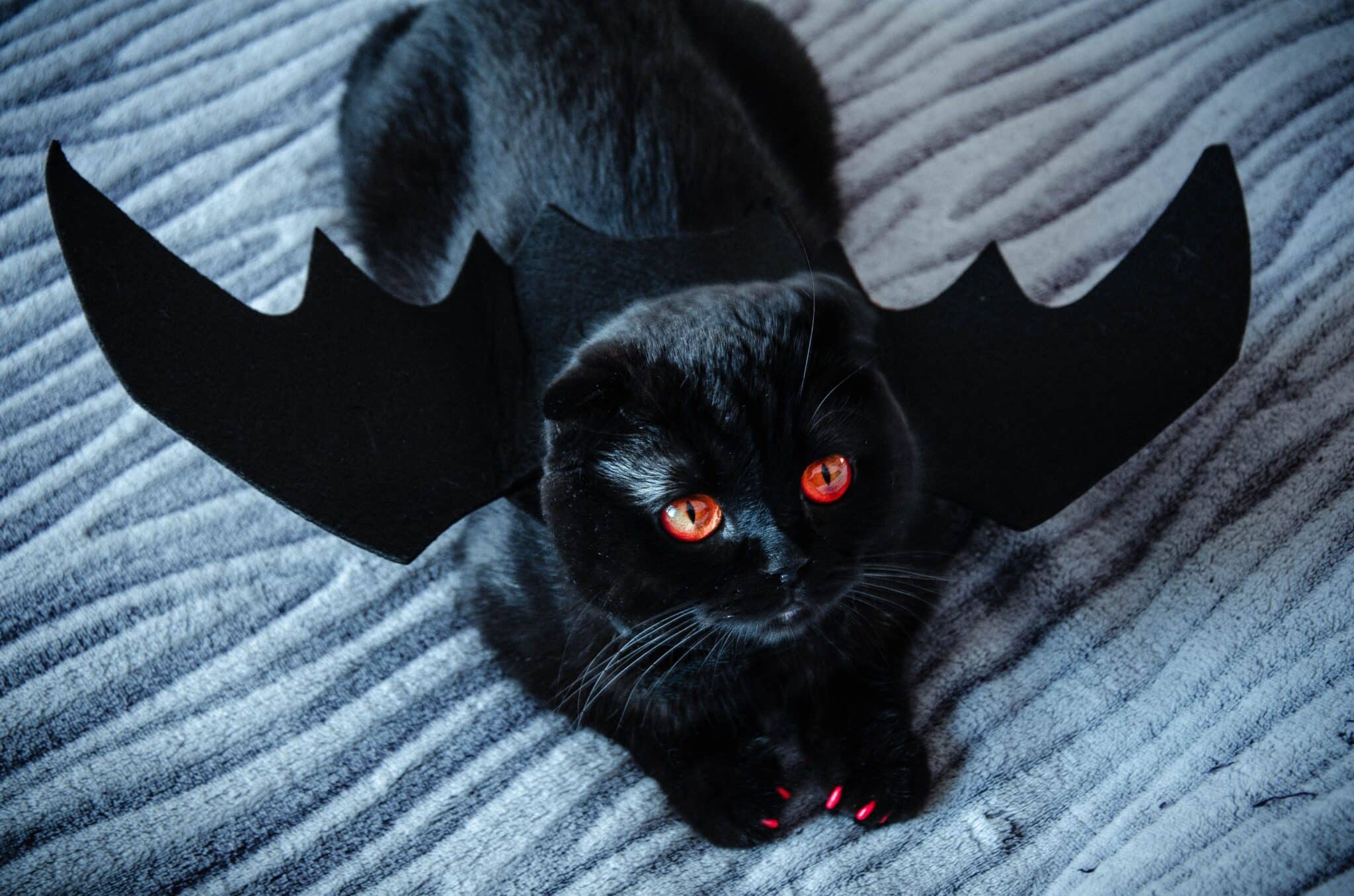 A sleek black cat with glowing golden eyes sitting elegantly against a dark background, symbolizing centuries of folklore, mystery, and superstition.