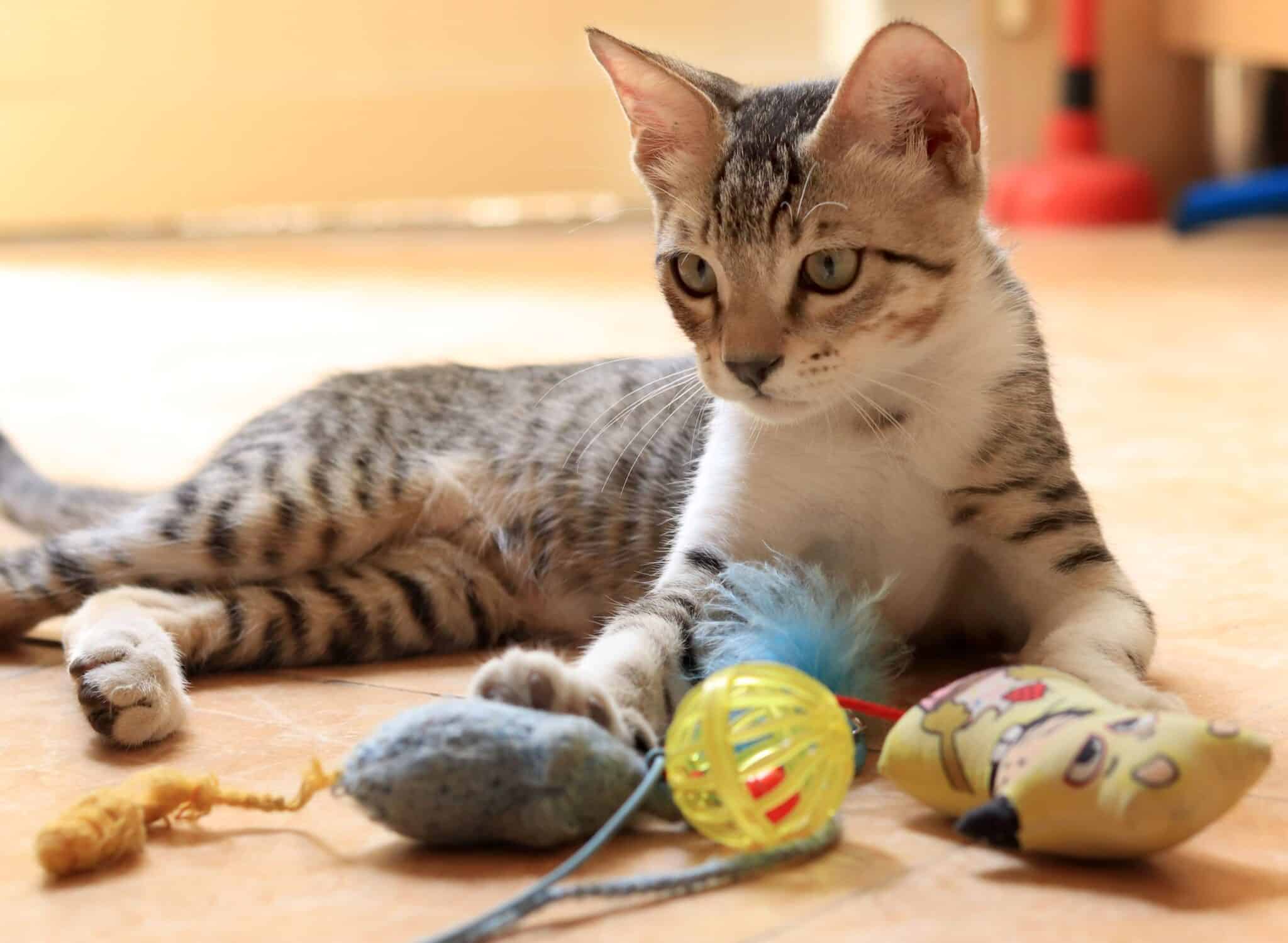 13 Things Cats Do When They Really Miss You