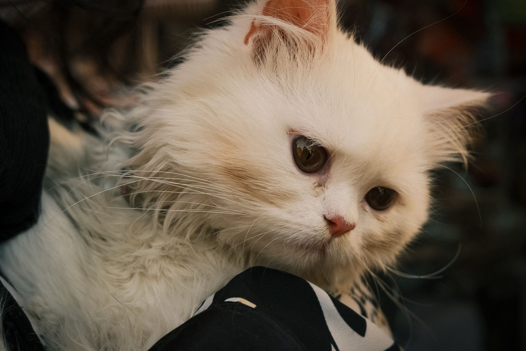 A longhaired Persian Cat with a round face resting on a person's lap beside a soft cushion.