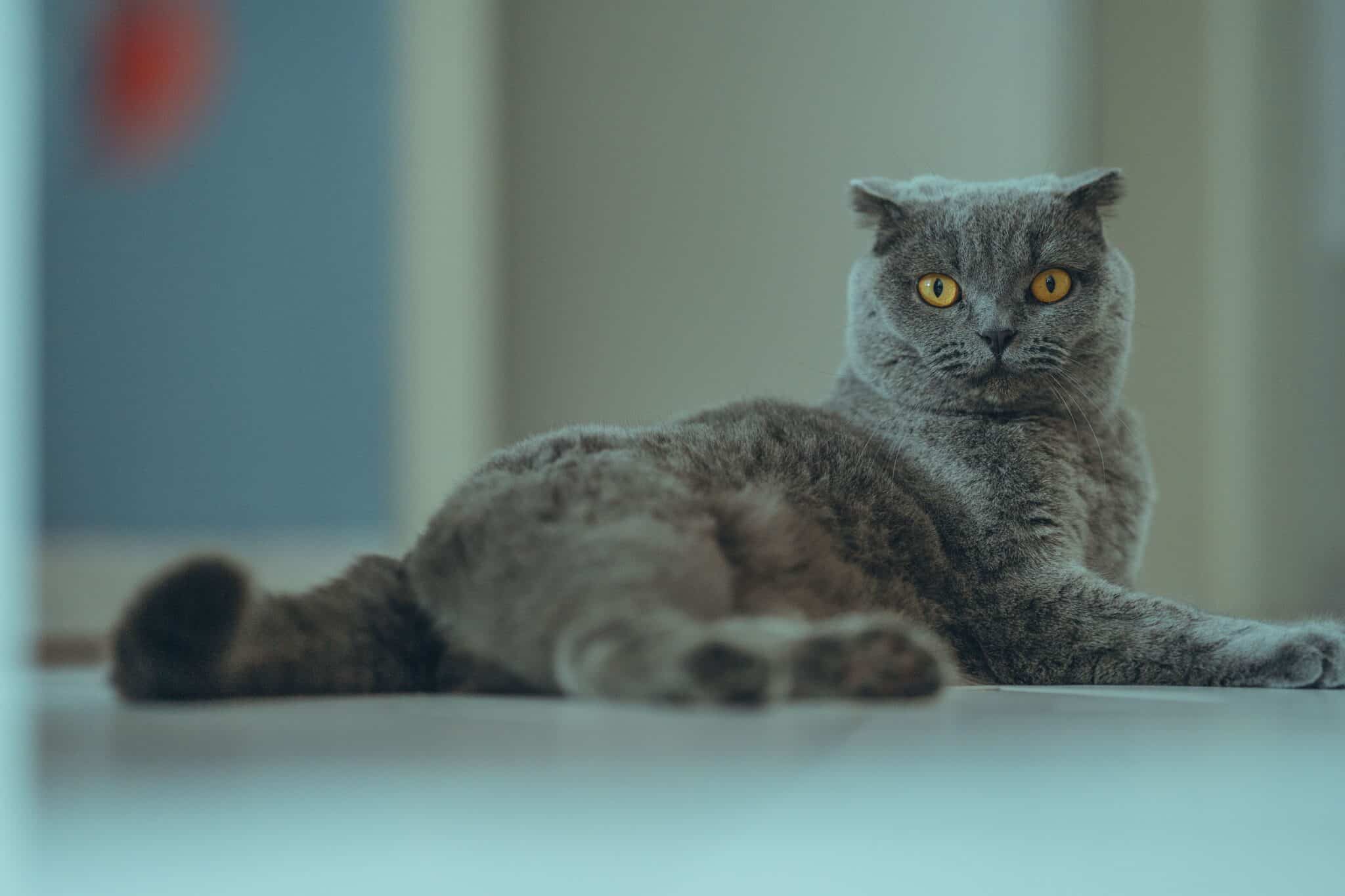A Scottish Fold Cat with folded ears and a round face sitting beside a pile of novels.