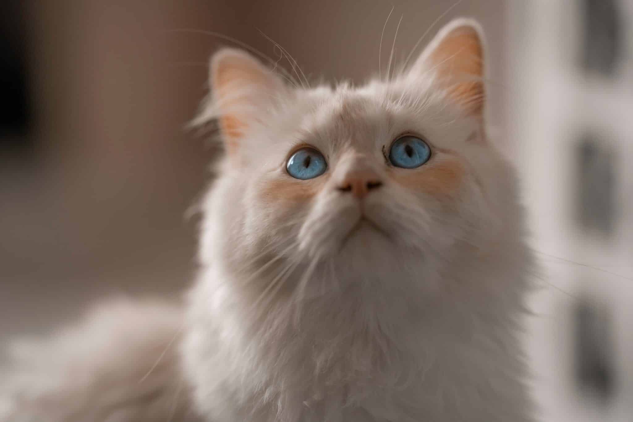 A Birman Cat with blue eyes and a silky coat sitting calmly while looking toward the camera.