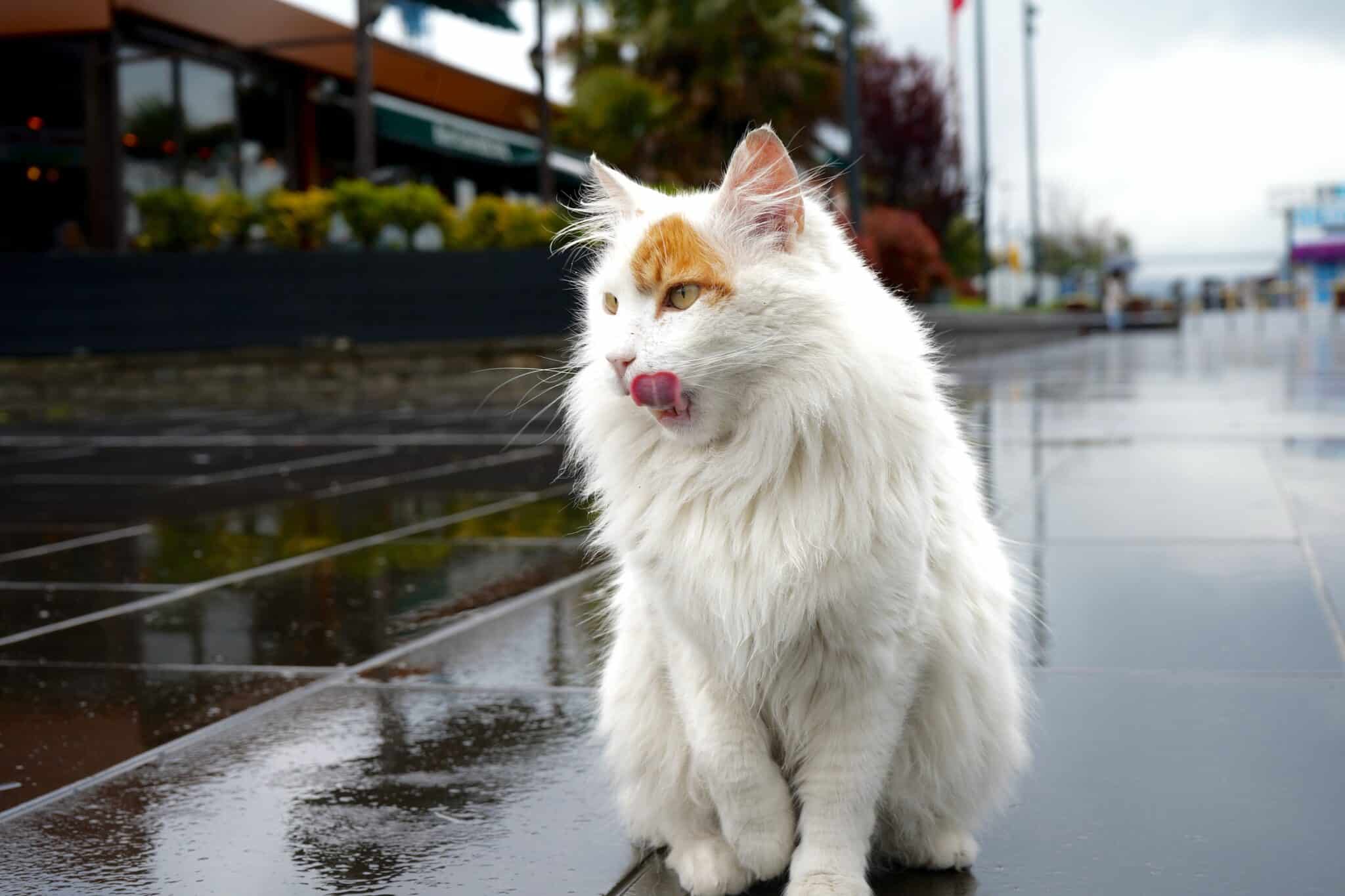 A Turkish Van Cat leaning toward a shallow basin of water with one paw lifted curiously.