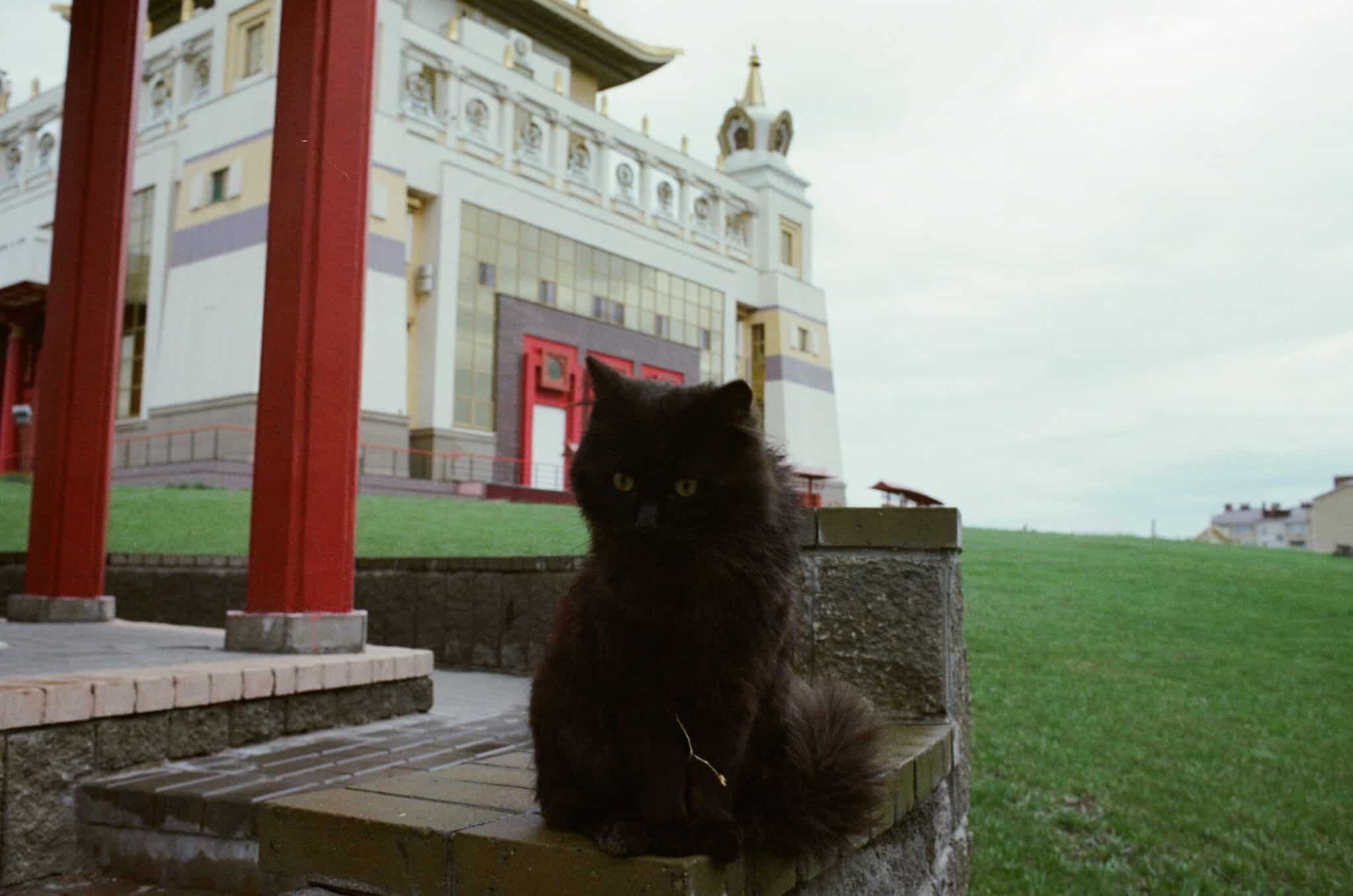A black cat sitting beside an old stone wall in a historic European village.