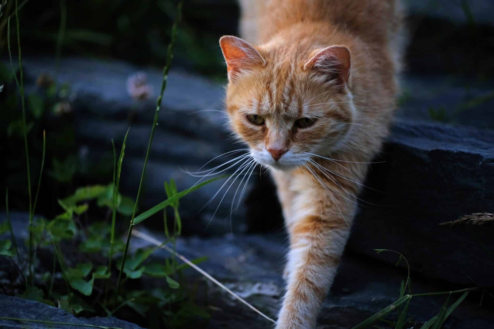 11 Spooky Cat Facts That Are Actually Pretty Adorable