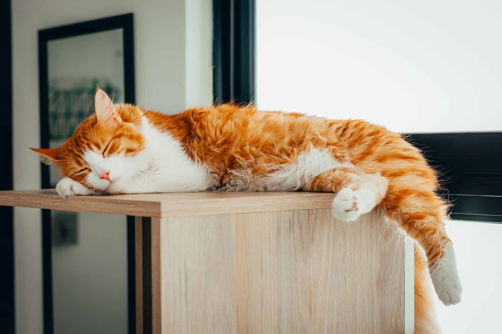 11 Reasons Your Cat Likes To Sit Above Everyone
