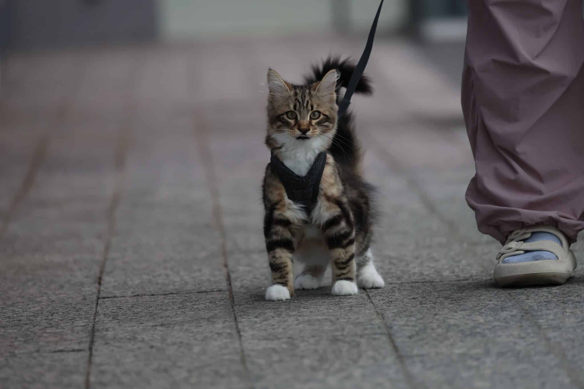 A relaxed cat walking closely beside its owner through a sunlit living room.