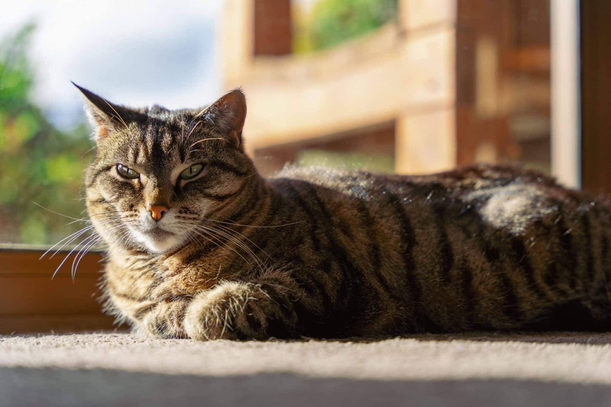 A brown tabby cat sitting on a sunny windowsill and watching birds outside.