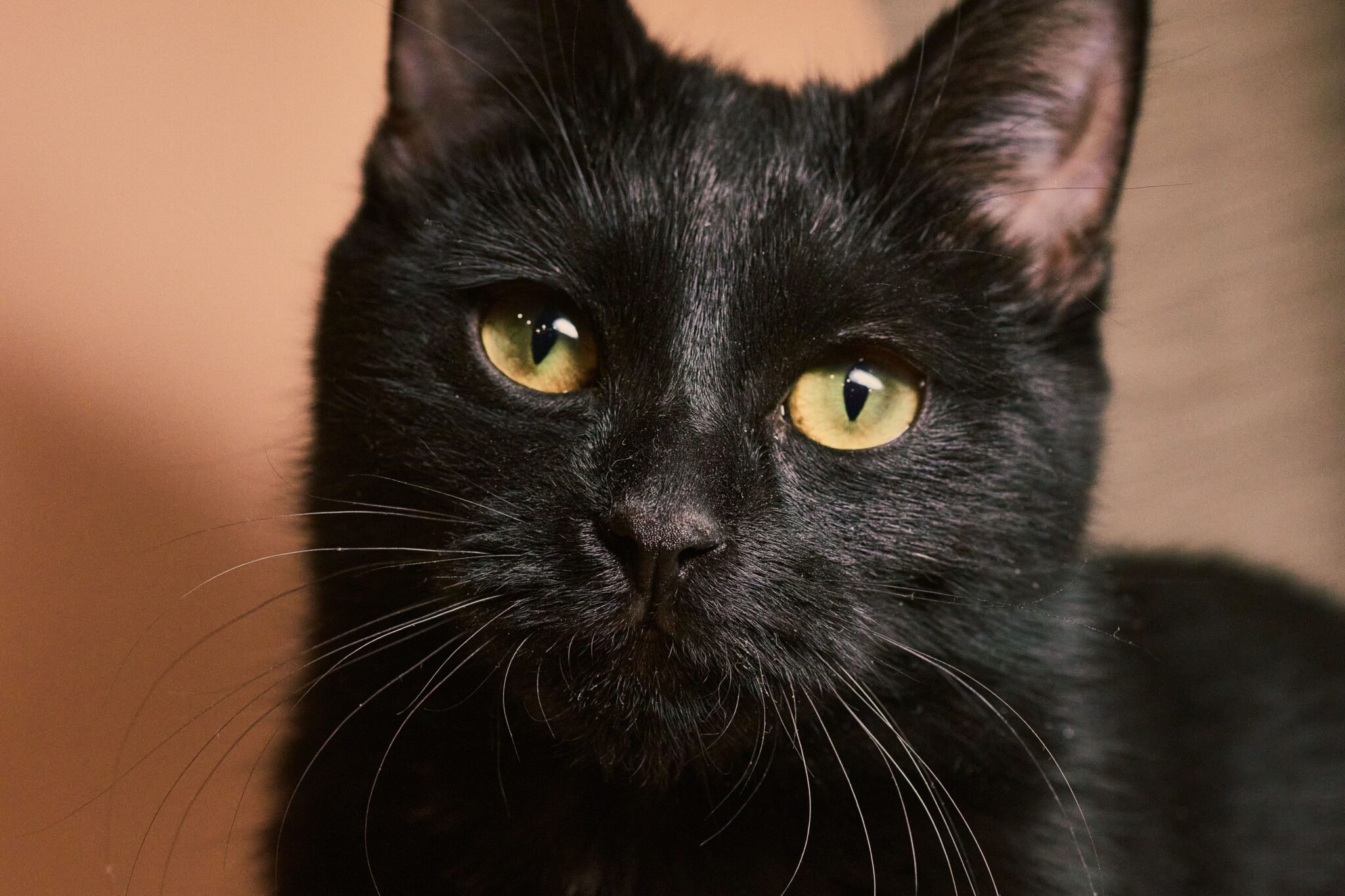 A close-up of a black cat's glossy coat and golden eyes in natural light.