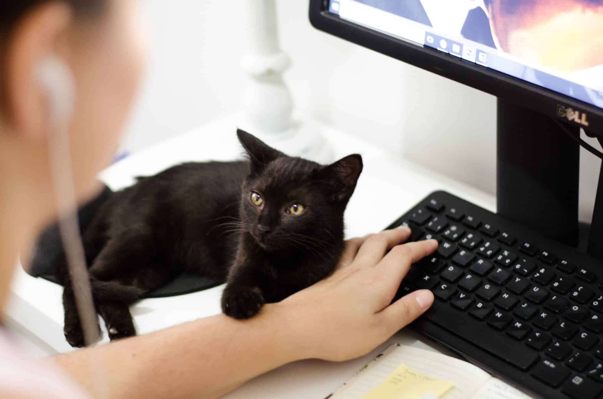 A cat sitting on a desk beside its owner while they work on a computer.