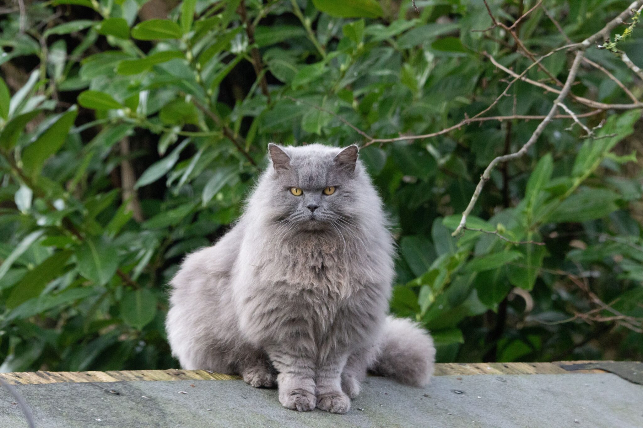 A fluffy Persian cat with a rounded face and luxurious coat resembling a tiny woodland creature.