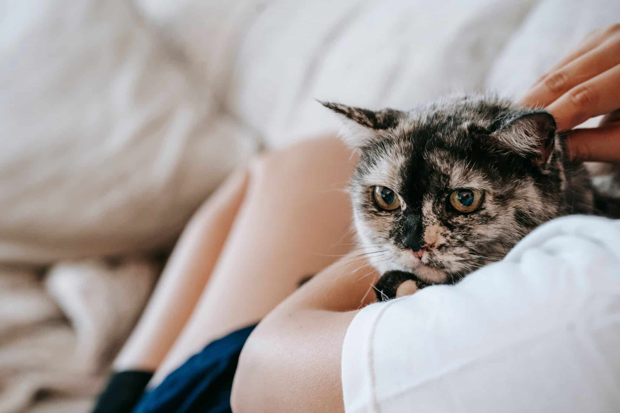 A contented brown cat resting against their person's arm with relaxed eyes and a peaceful expression.