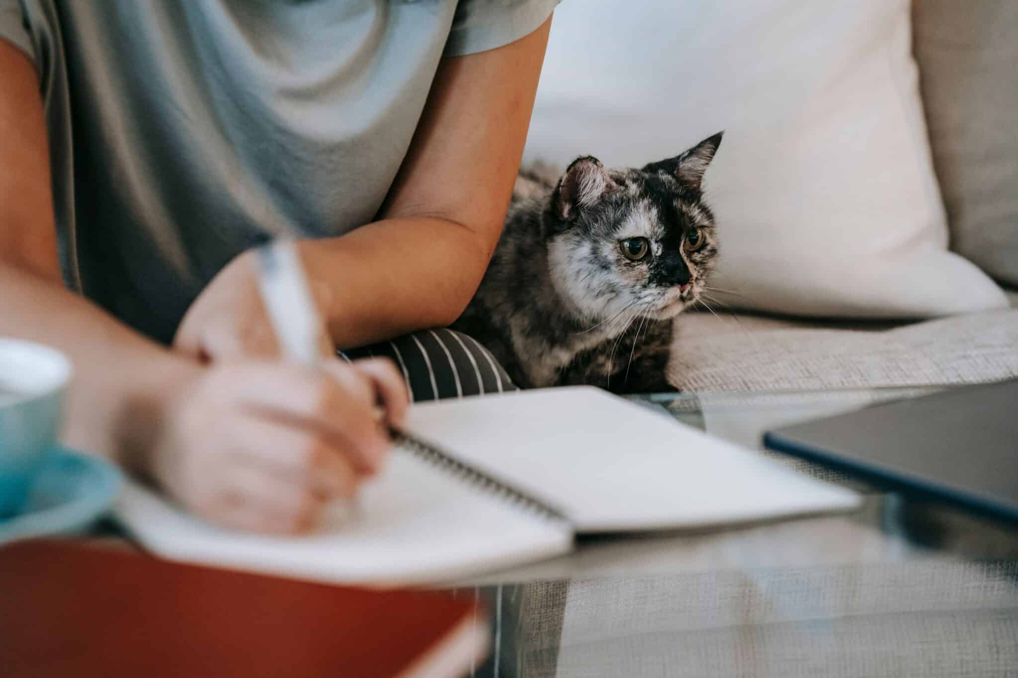 A cat sitting beside its owner's desk and watching attentively while the owner works.