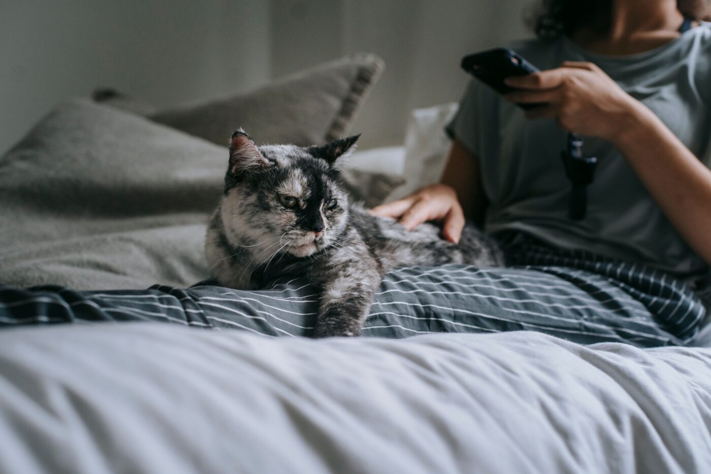 A fluffy cat curled beside a person's legs on a cozy bed.
