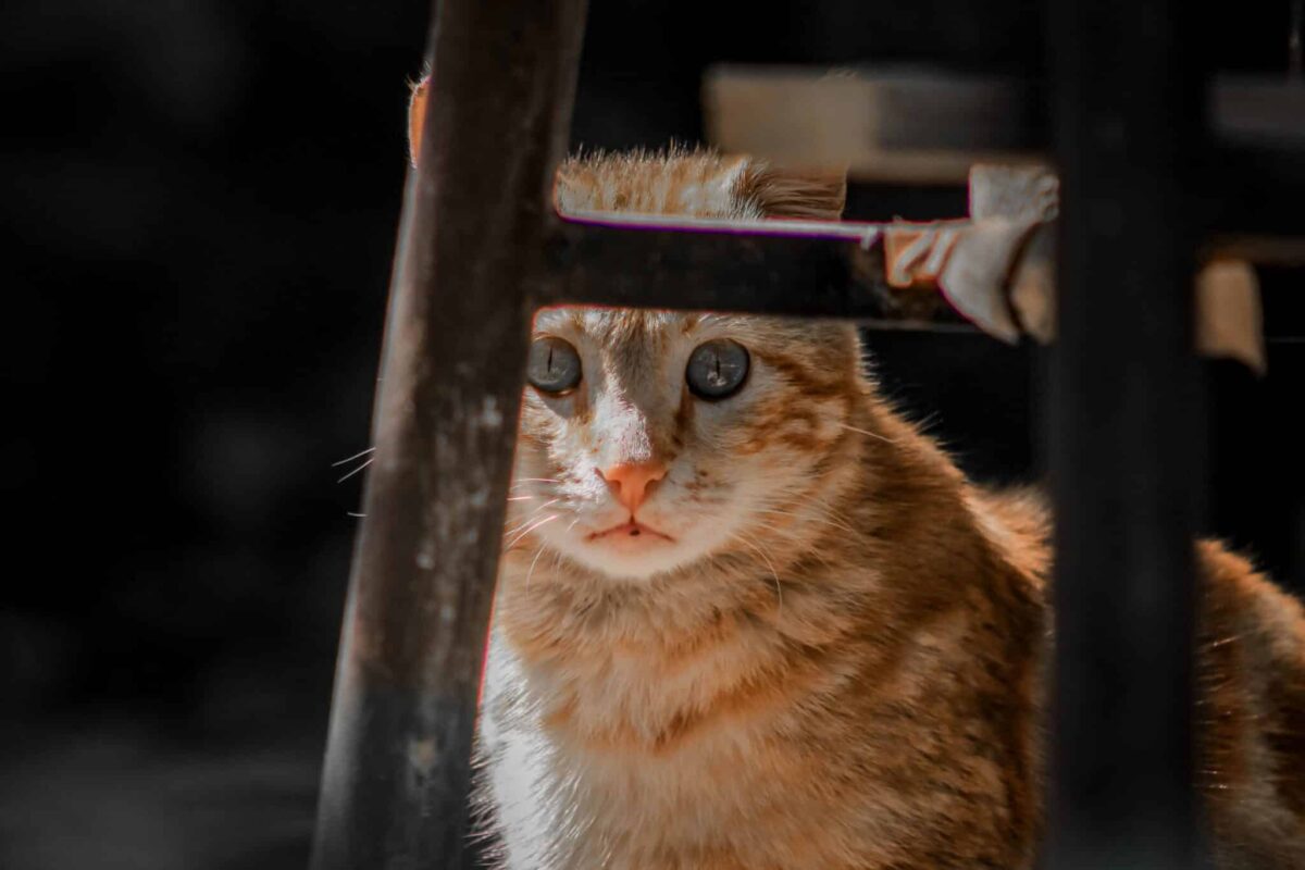 A curious cat watching their person closely from a nearby chair.