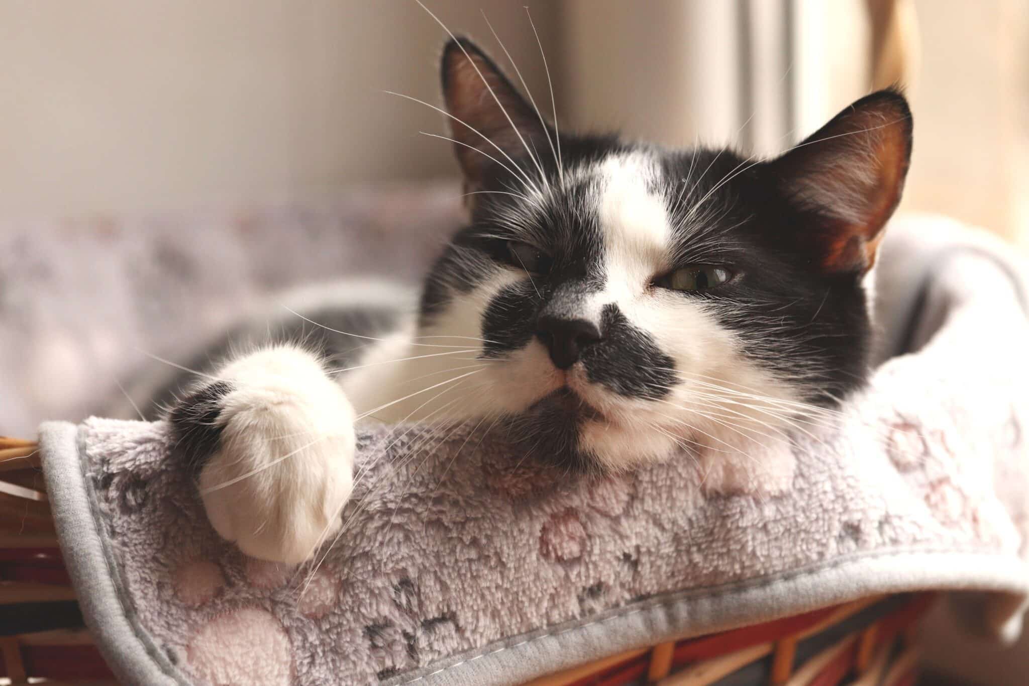 A cat resting inside a covered cat bed in a quiet room.