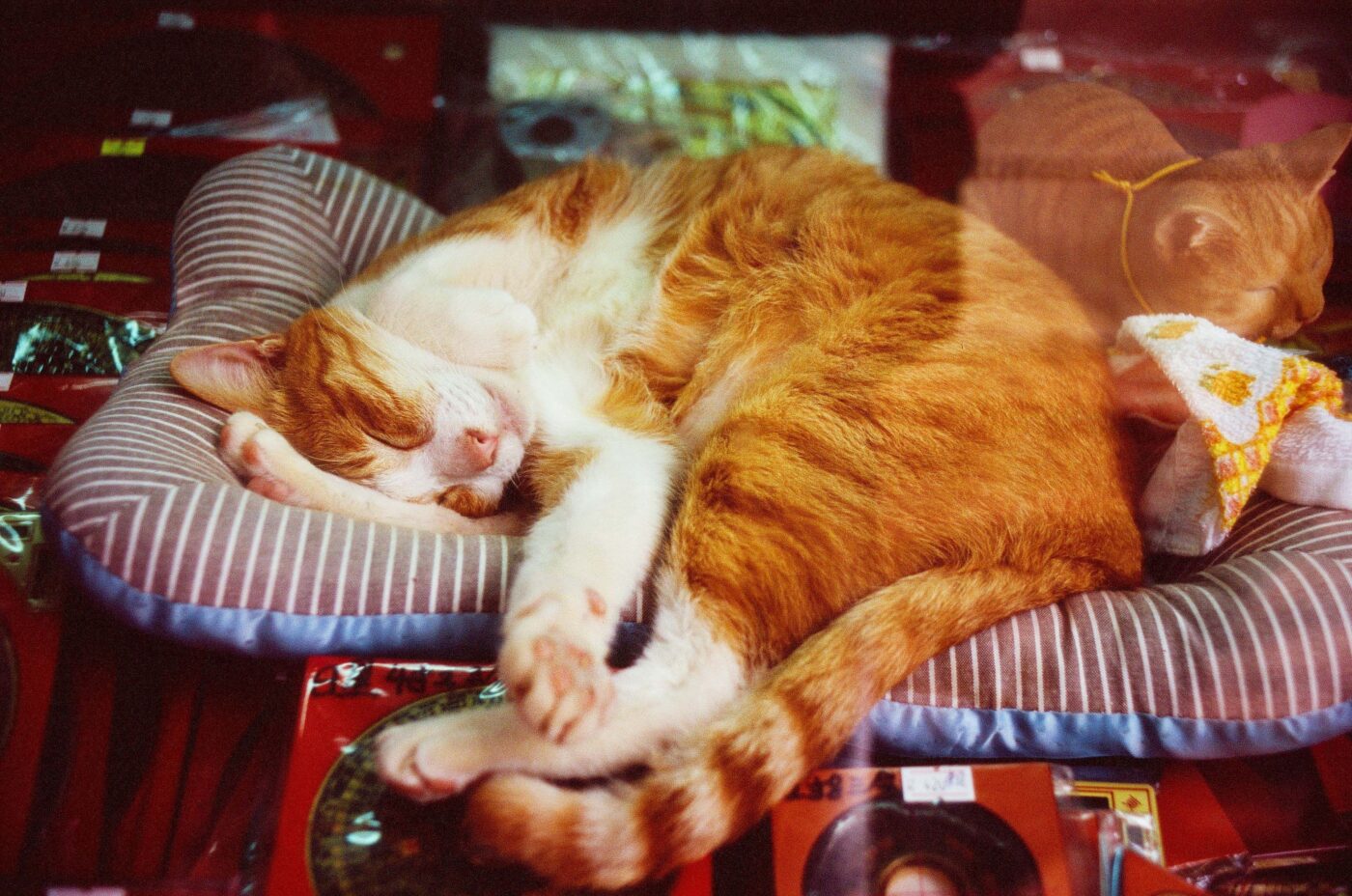 A sleepy brown tabby cat sleeping peacefully in a cushioned cat bed.