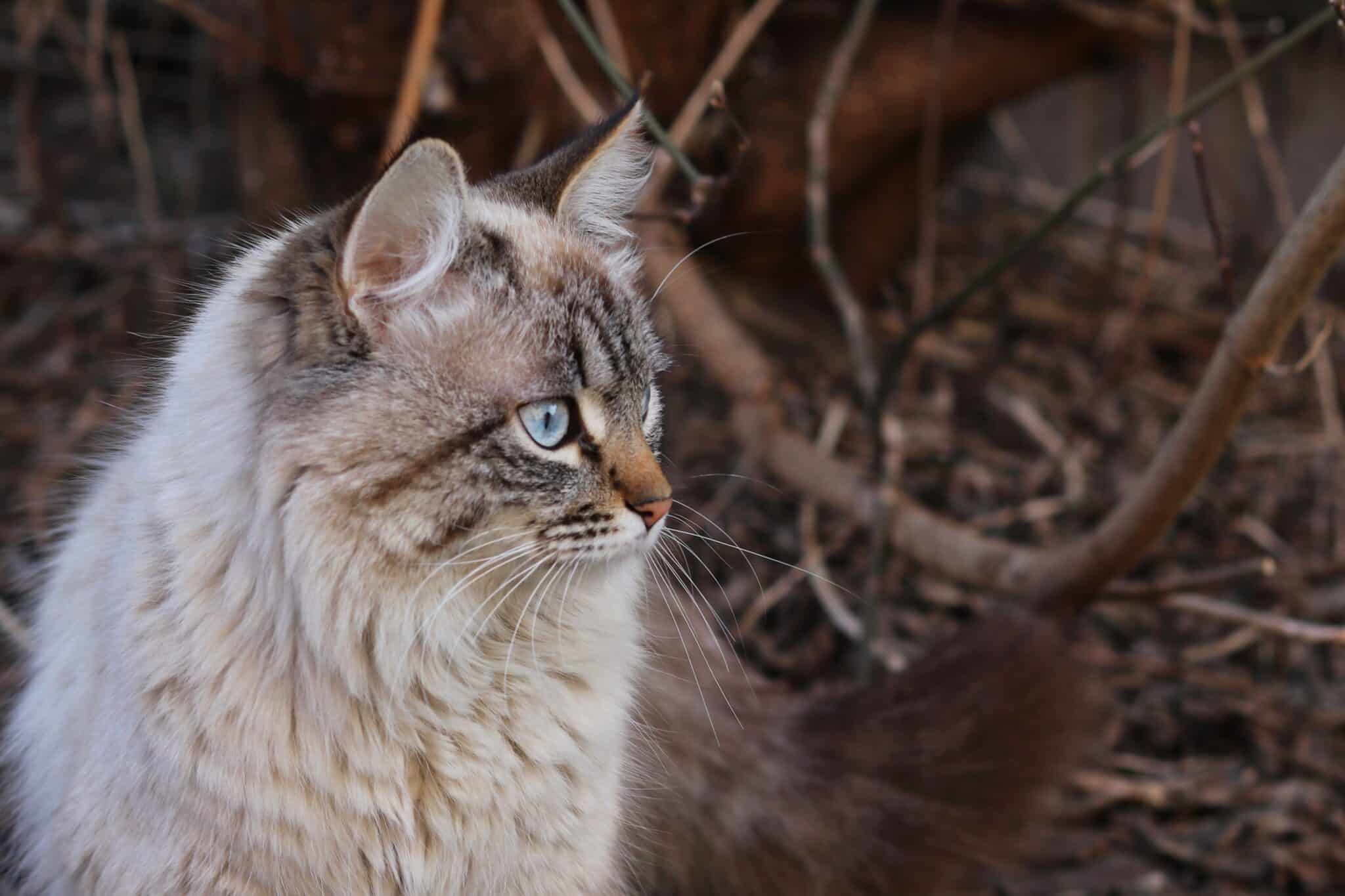 A Siberian Cat with a dense fluffy coat, rounded paws, and alert eyes sitting beside woodland greenery.
