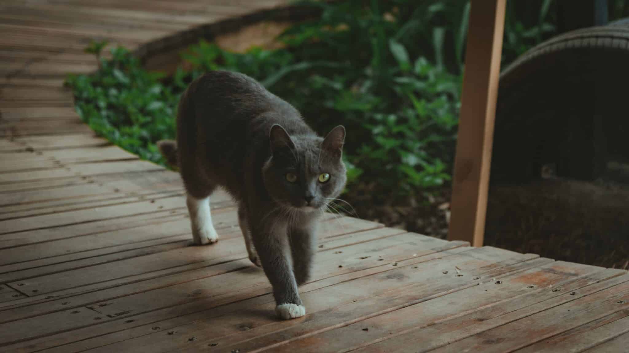 A cat following its owner along a familiar hallway during the morning routine.