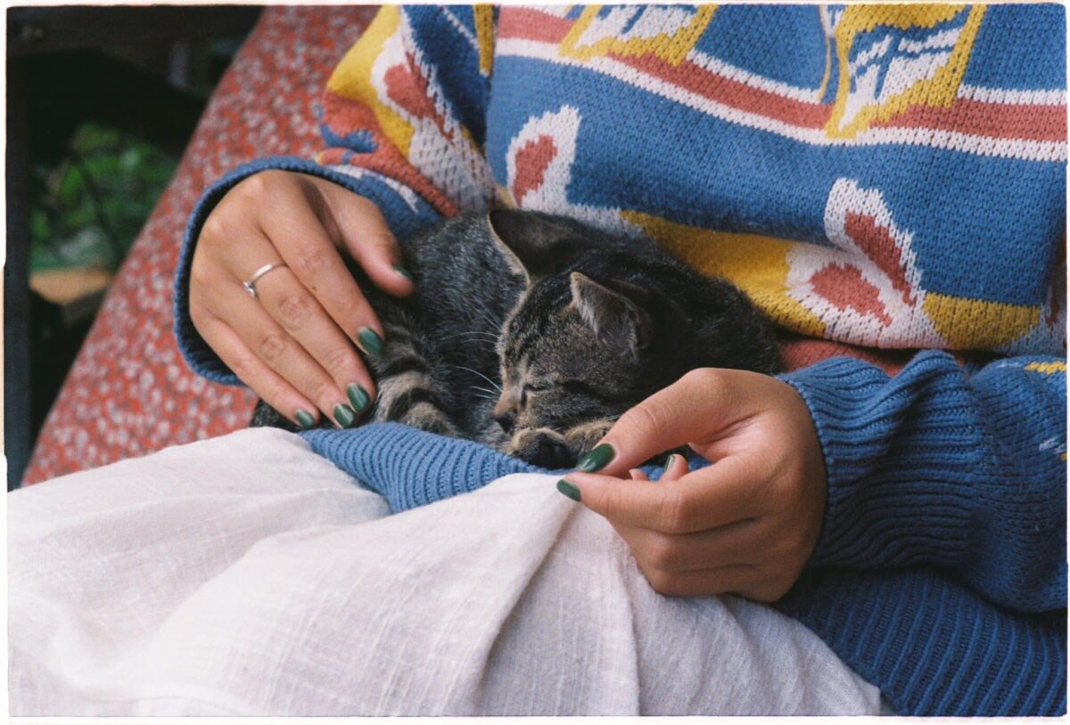 A fluffy cat comfortably curled up on a person's lap beneath a soft blanket.
