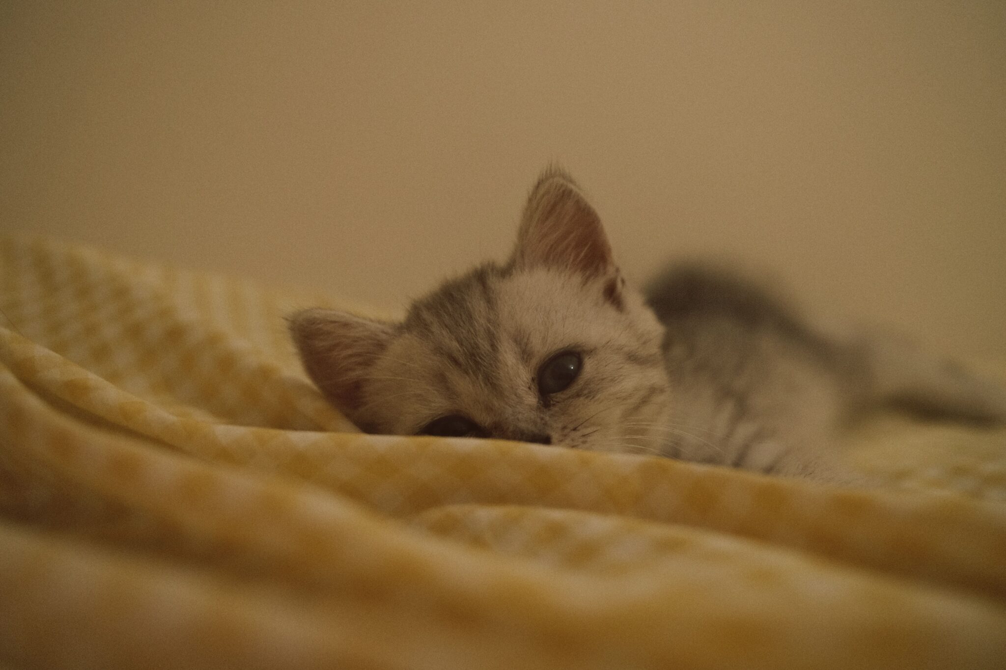 A cat curled up beside their sleeping person on the bed.