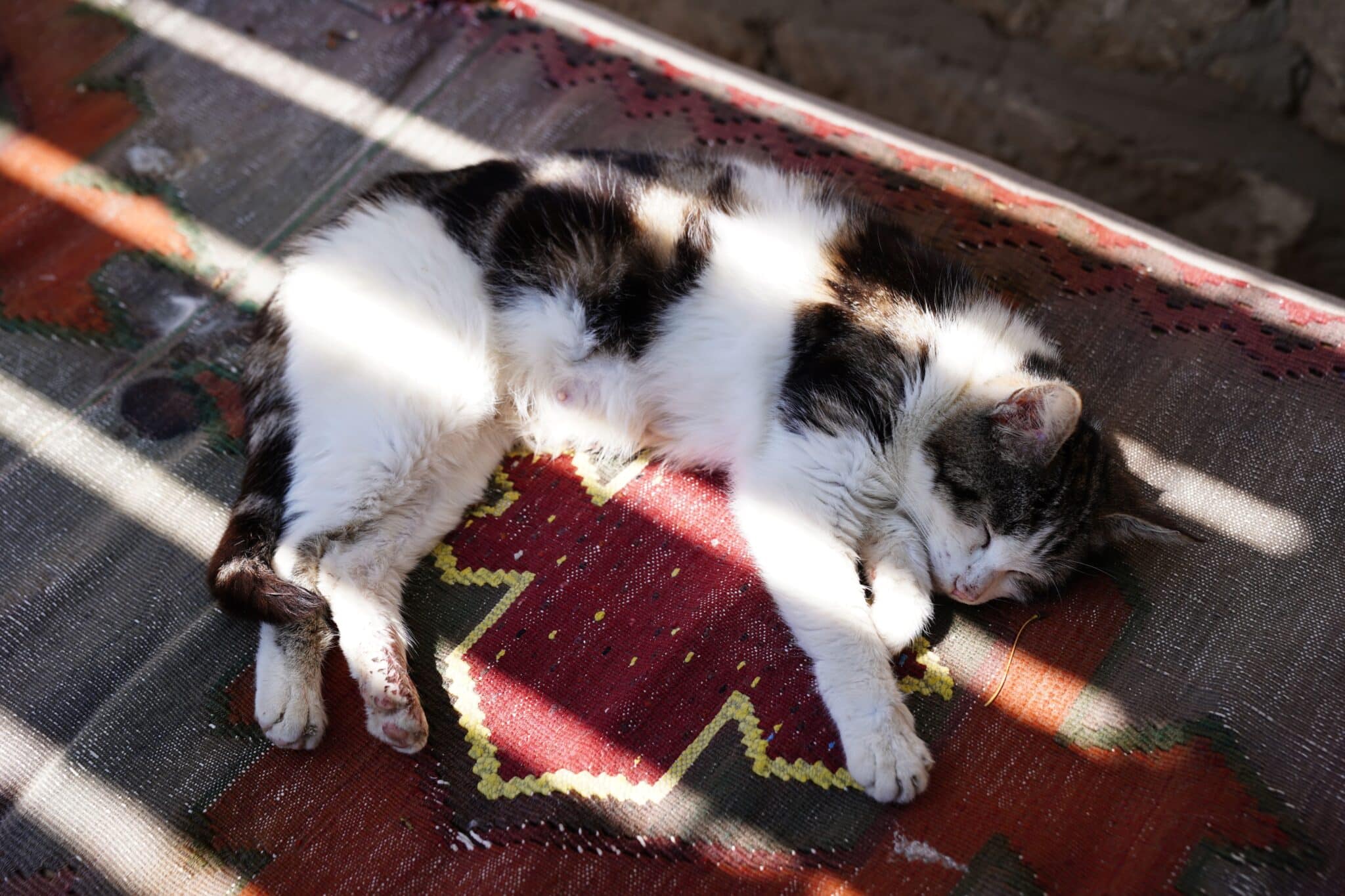 A young tabby kitten sitting in a small patch of sunlight beside a window.