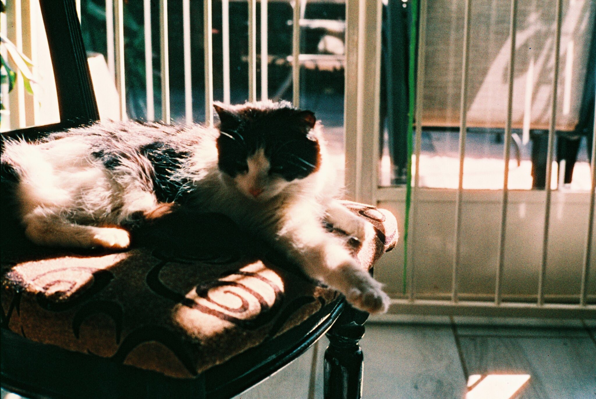A fluffy cat following its owner toward a cozy armchair beside a sunny window.