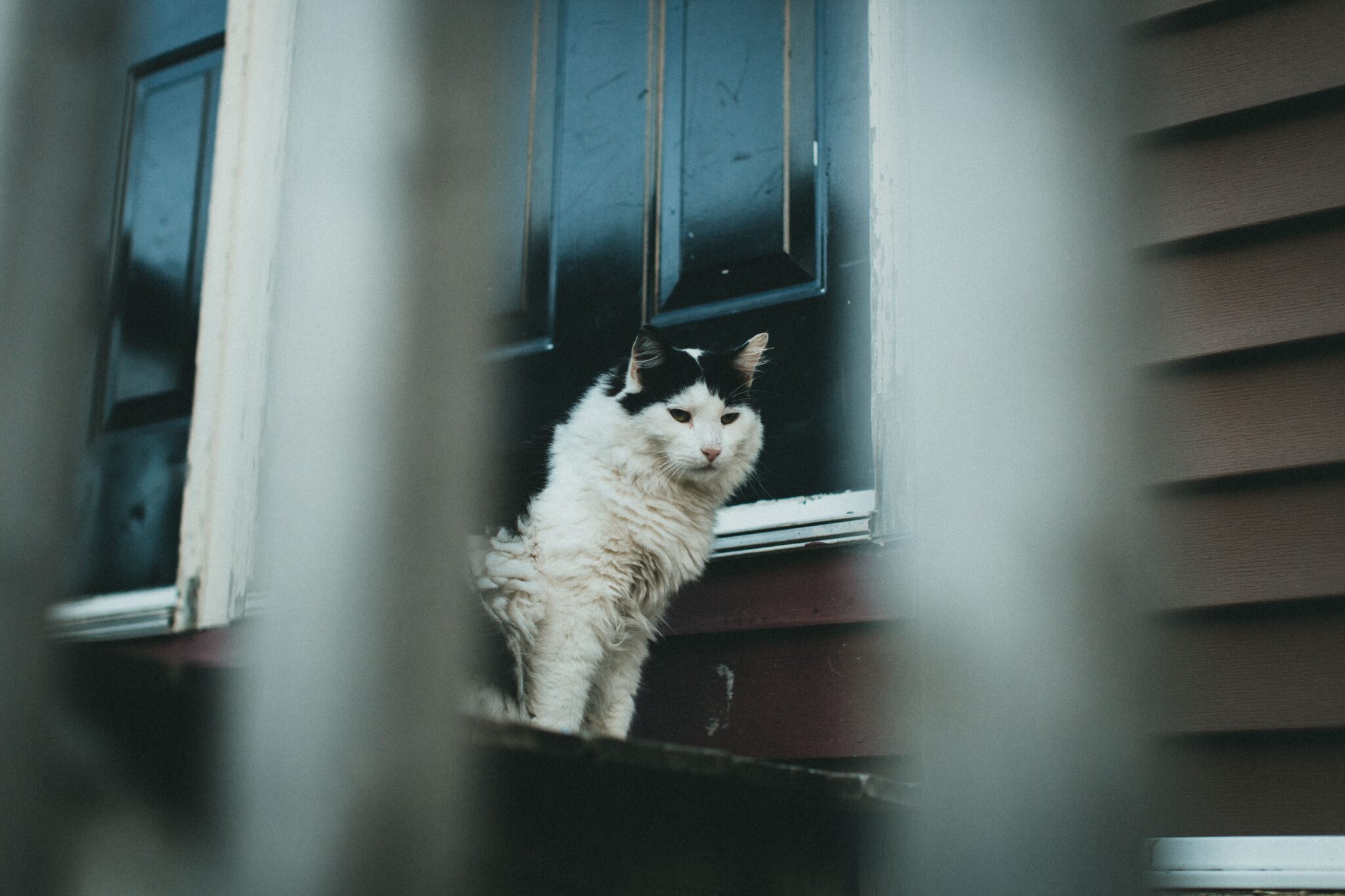A black cat watching the front entrance from a safe spot inside the house.