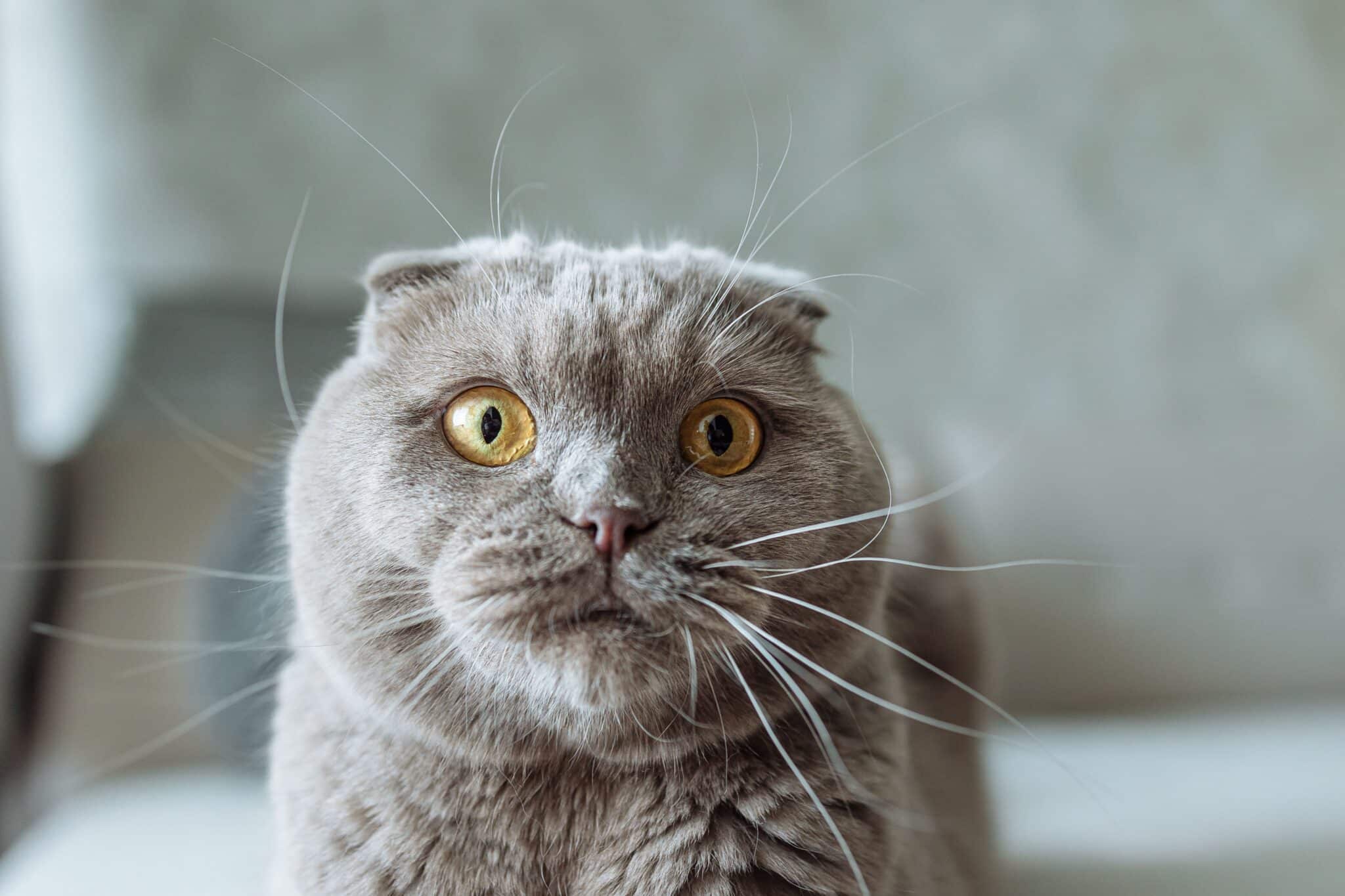 A Scottish Fold with folded ears sitting snugly inside a small cardboard box.