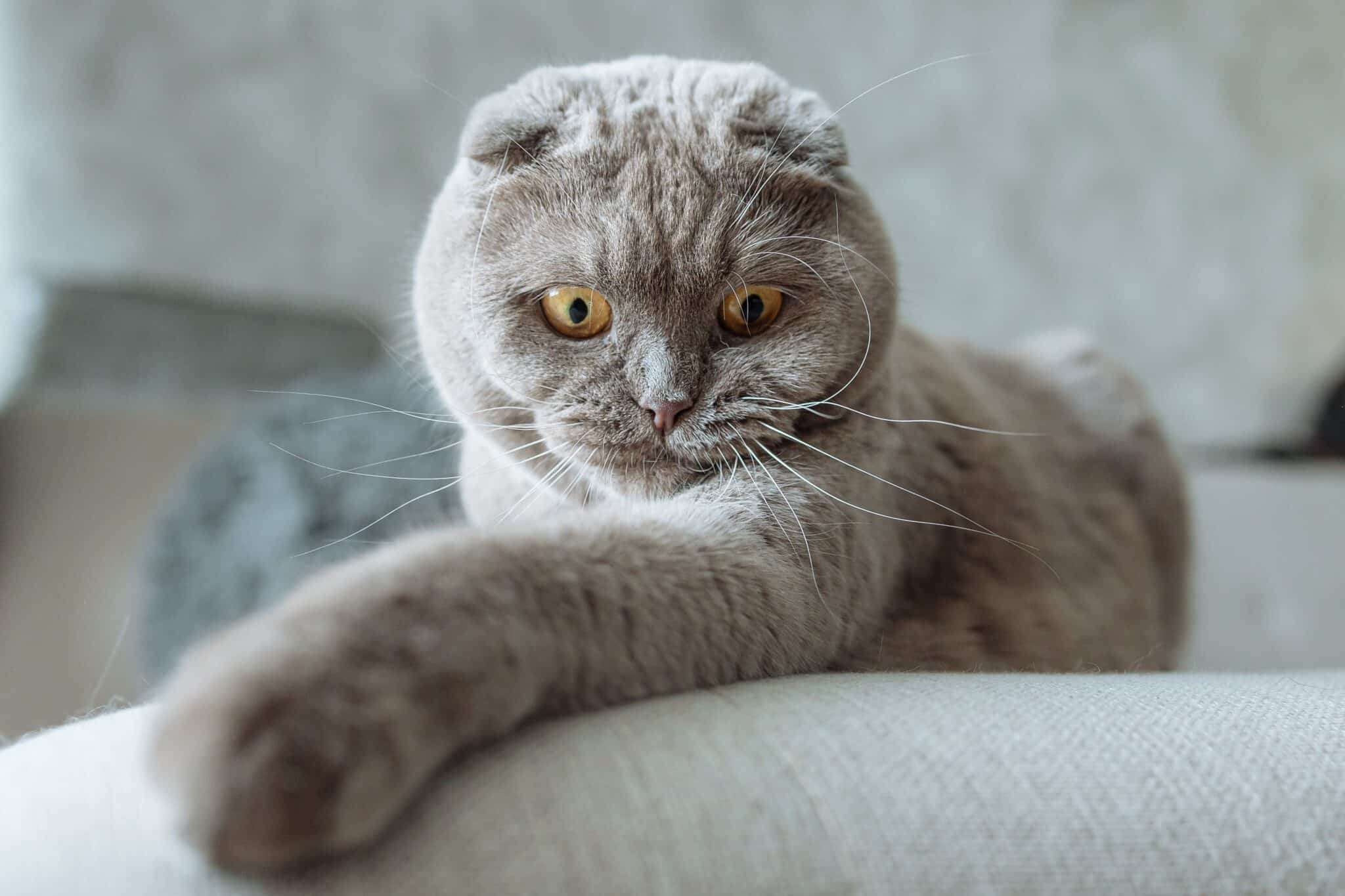 A Scottish Fold cat with folded ears and round golden eyes sitting beside a soft blanket.