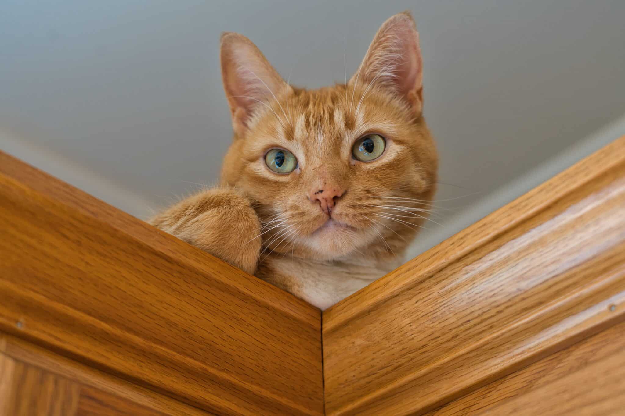 11 Reasons Your Cat Likes To Sit Above Everyone