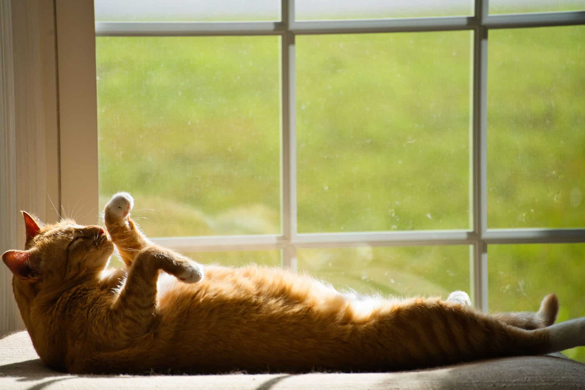 Two cats relaxing in different positions near a sunlit window, one stretched out and the other curled up.