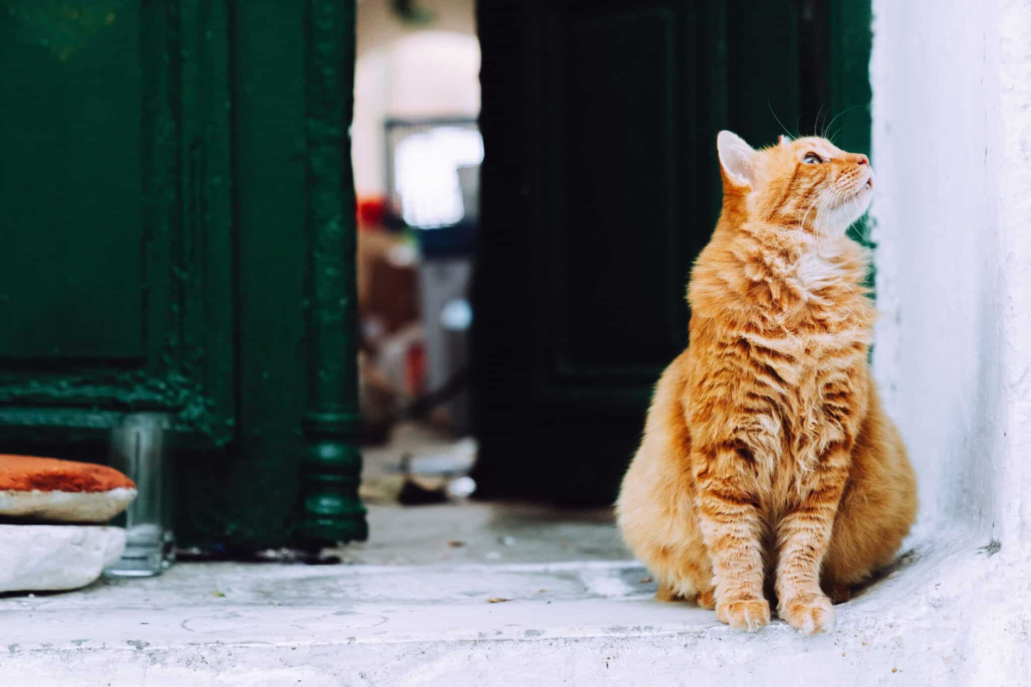 11 Spooky Cat Facts That Are Actually Pretty Adorable