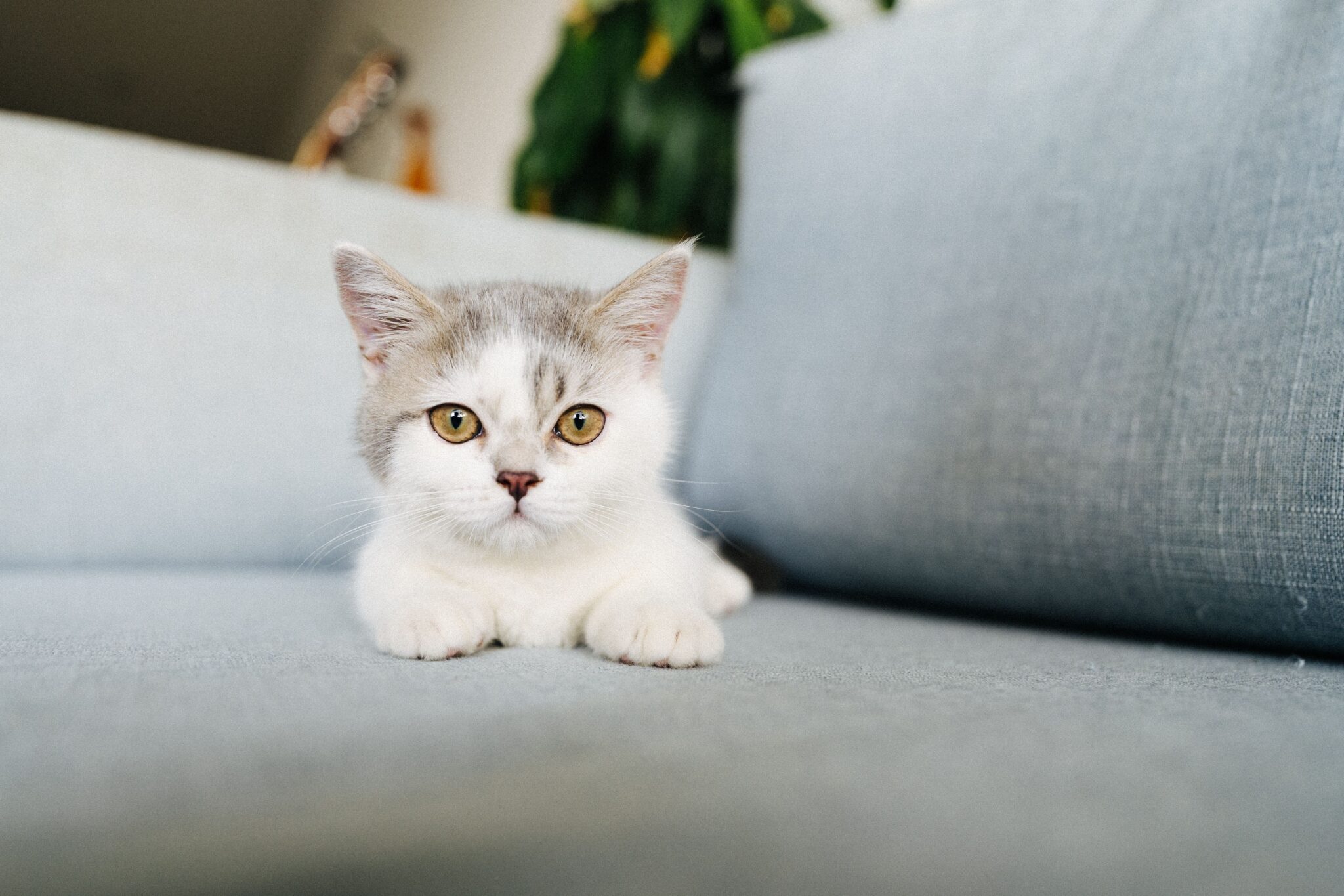 A curious tabby cat watching its owner from the sofa with alert ears and bright eyes.