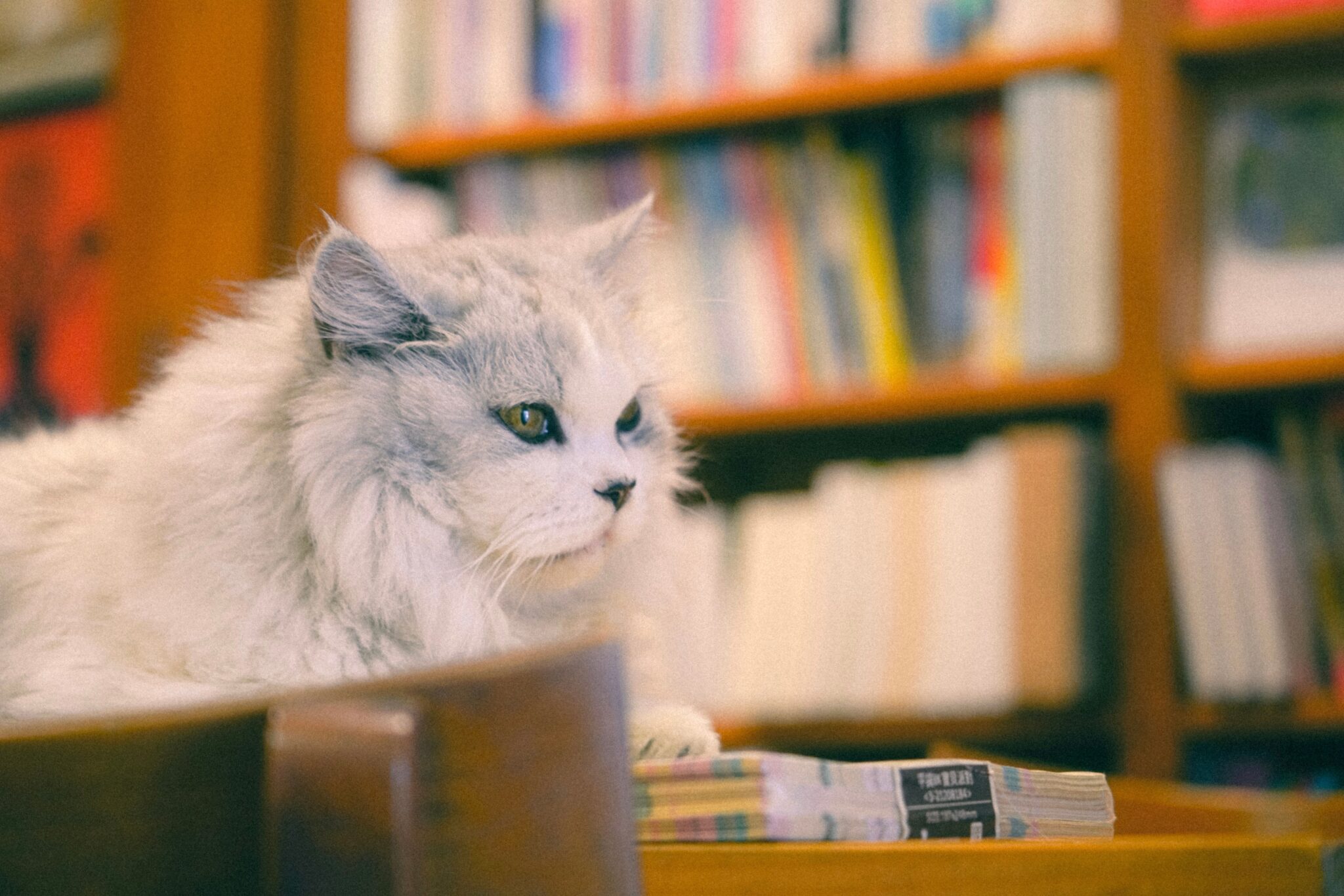 A Persian Cat with a long, luxurious coat and round face resting beside a stack of hardcover books.