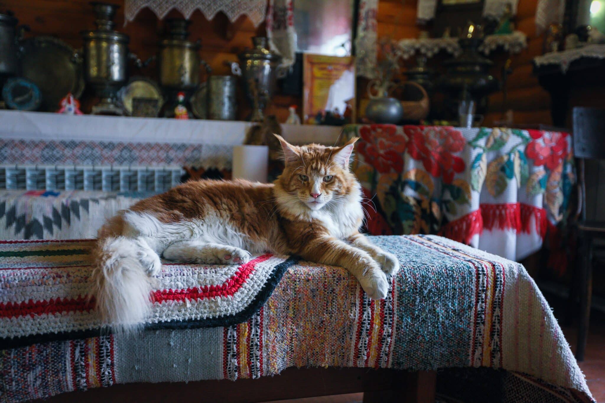 A Maine Coon Cat with tufted ears and a bushy tail perched beside a tall bookcase.