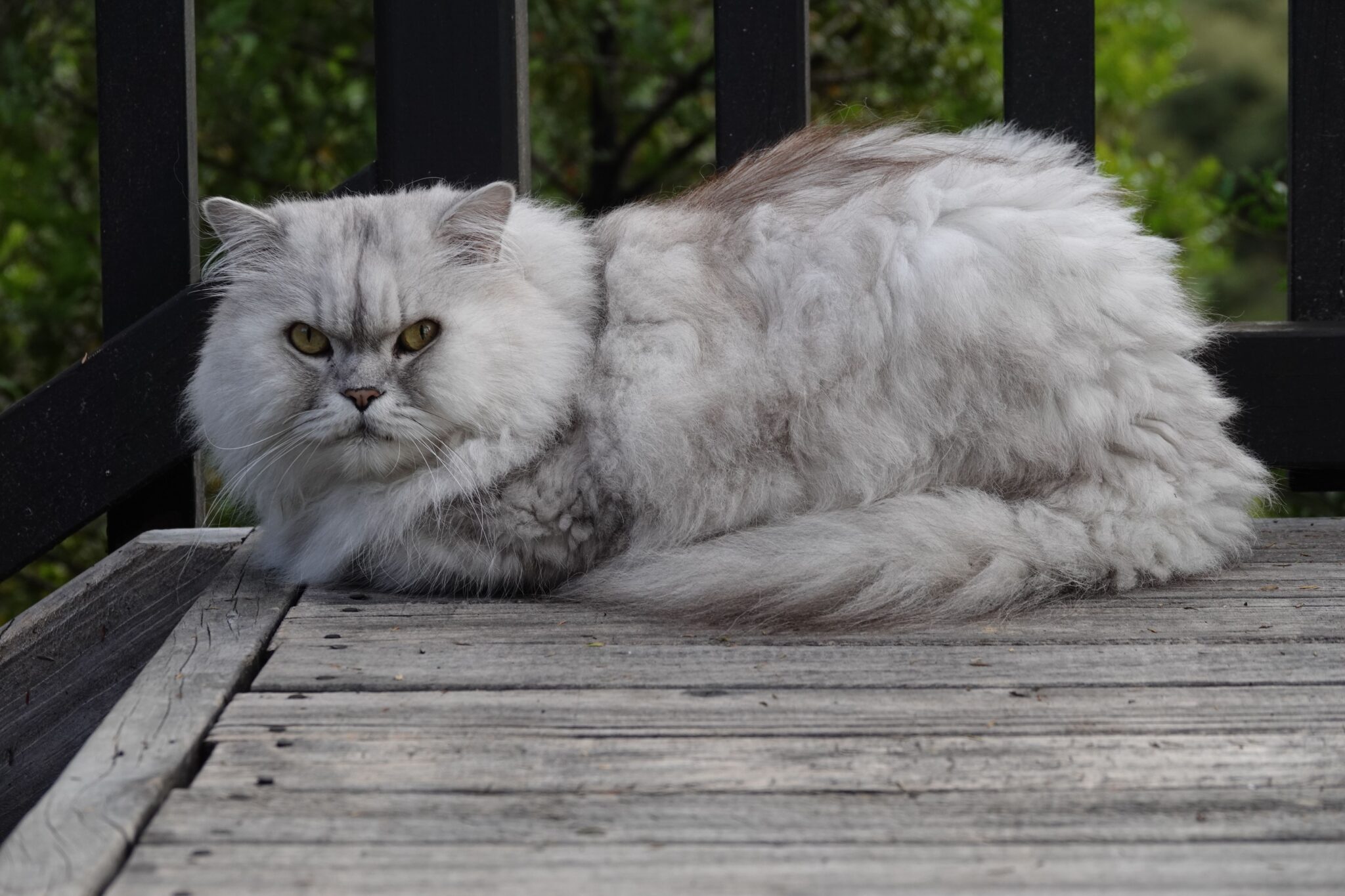 A Persian Cat with a luxurious coat resting calmly on a soft cushion.