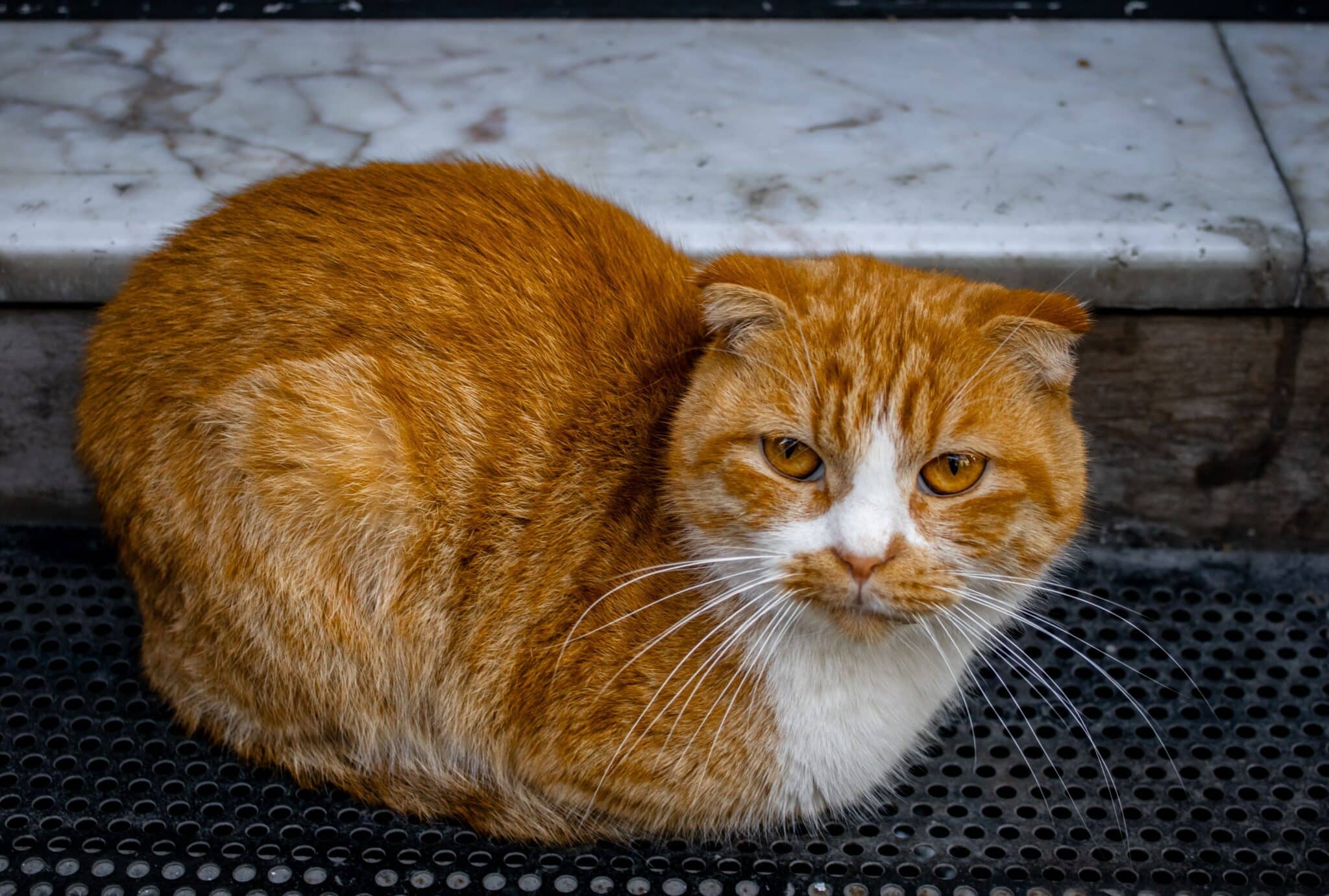 A round-faced Scottish Fold Cat with folded ears sitting beside its owner's shoes near the doorway.