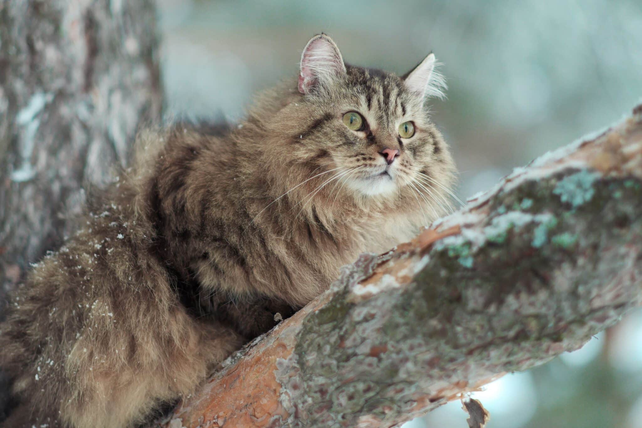 Siberian cat showcasing a thick coat and an inviting, adventurous personality.