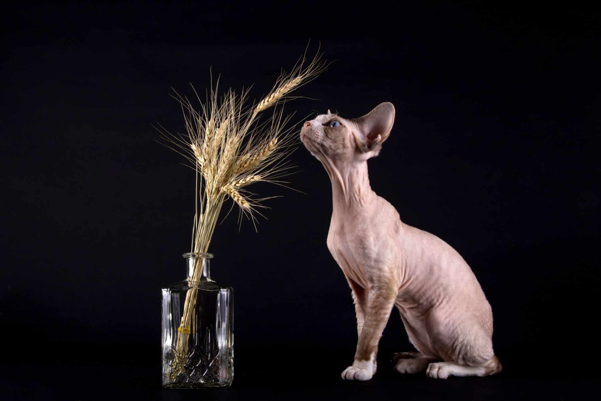 A Sphynx Cat peeking into an open drawer with its large ears raised and eyes focused on the contents.