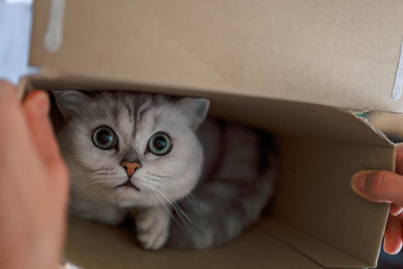 A round-faced British Shorthair cat sitting comfortably inside a cardboard box.