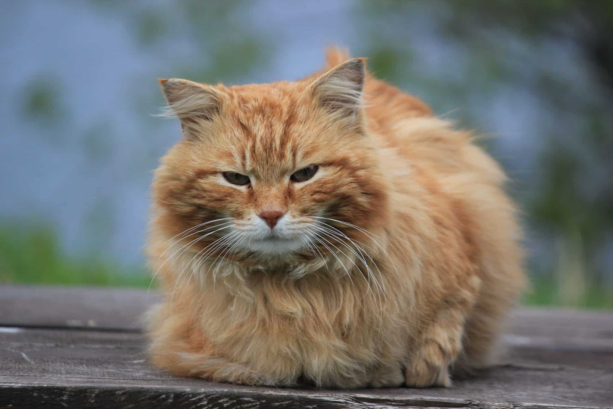 A dark-coated cat with glowing eyes sitting beside dried herbs and rustic cottage decorations.