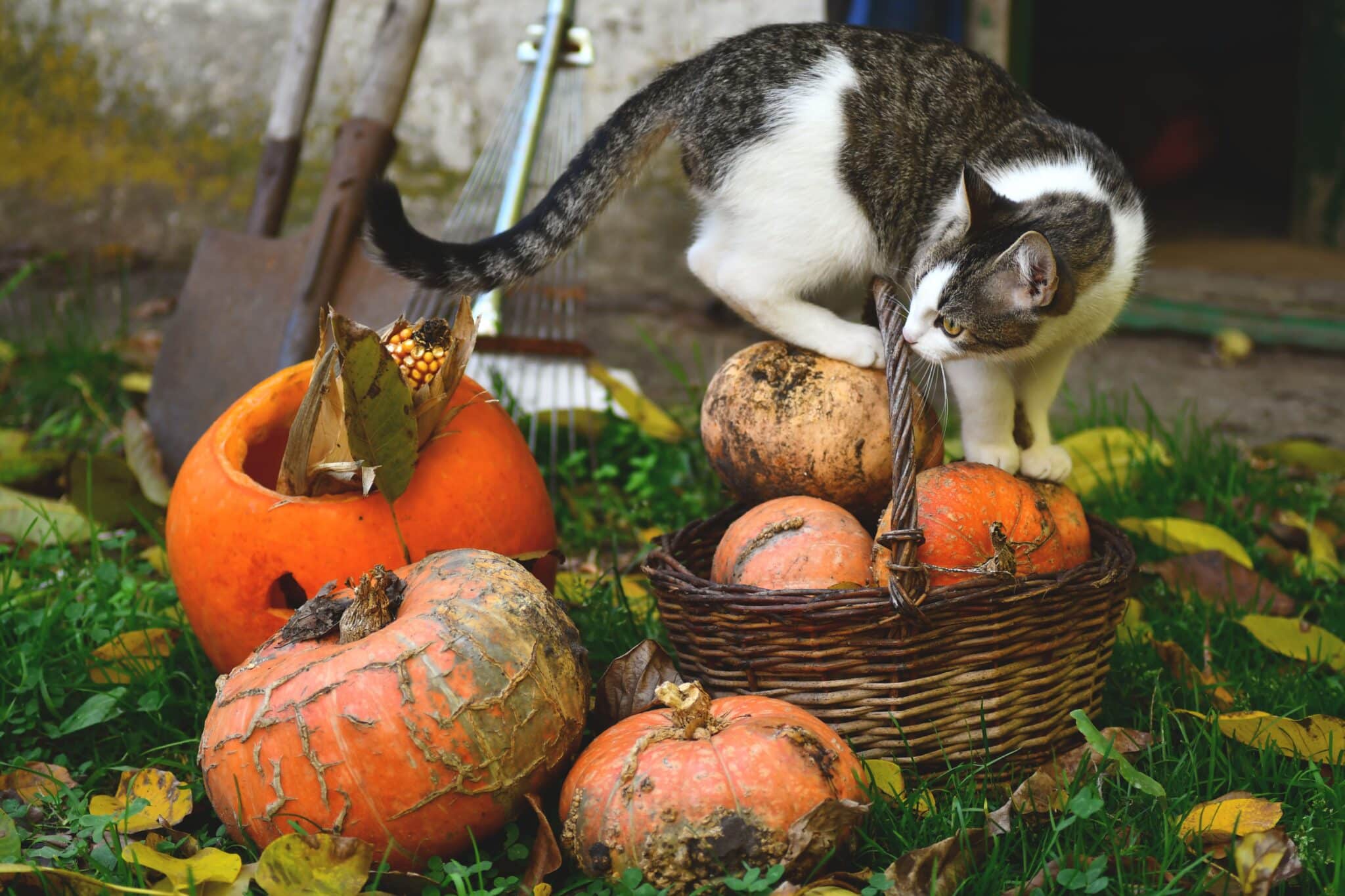 A gray cat cautiously sniffing a small Halloween decoration placed on the living room floor.